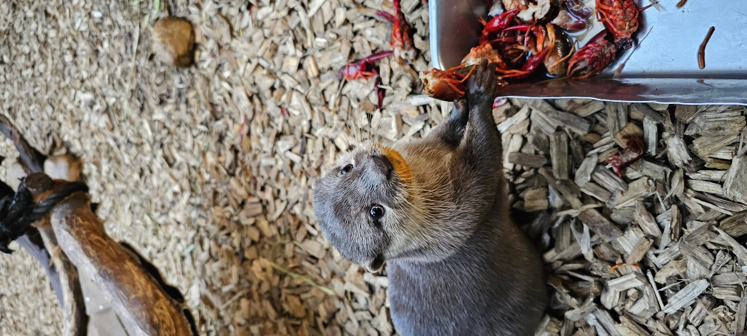 Frühaufsteher und Morgenmuffel: Morgens im Dortmunder Zoo
