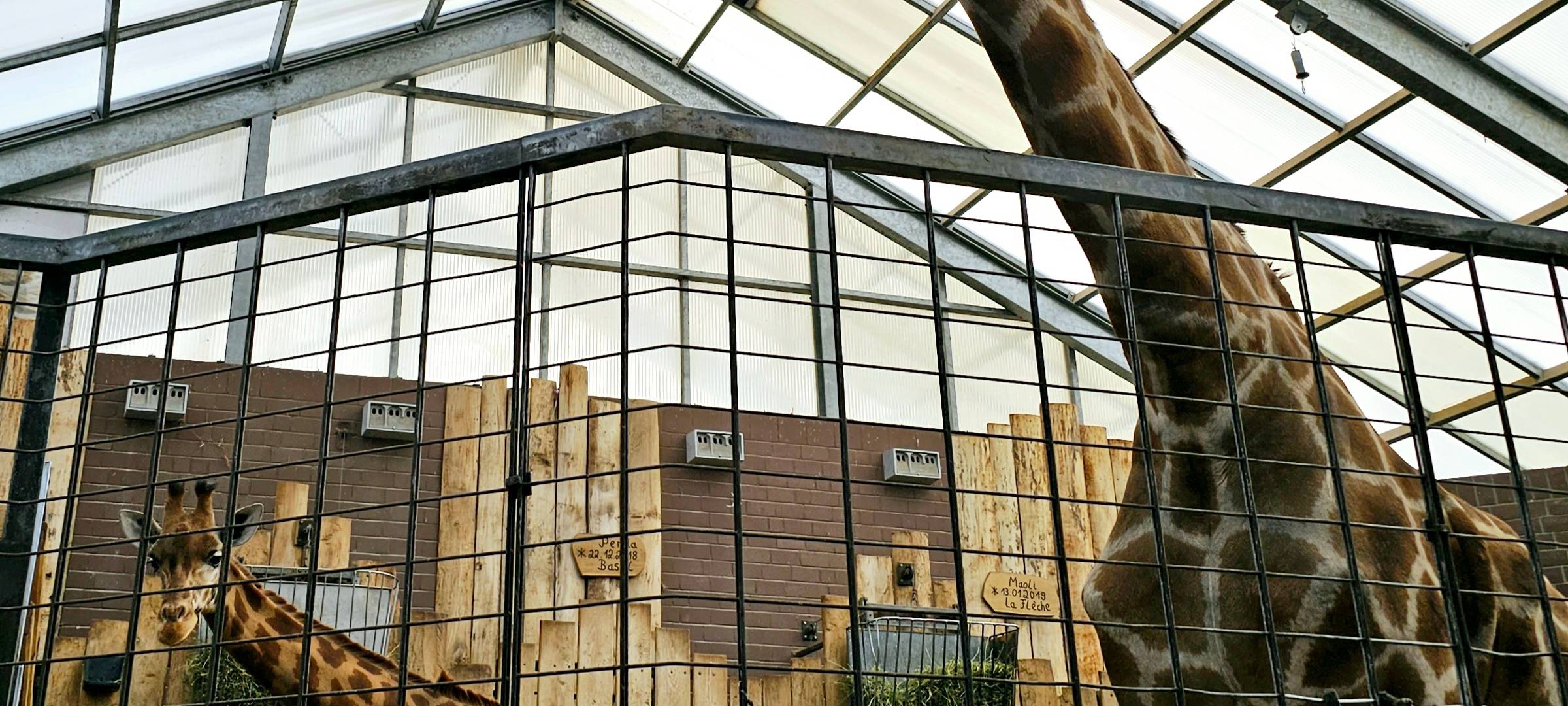 Frühaufsteher und Morgenmuffel: Morgens im Dortmunder Zoo