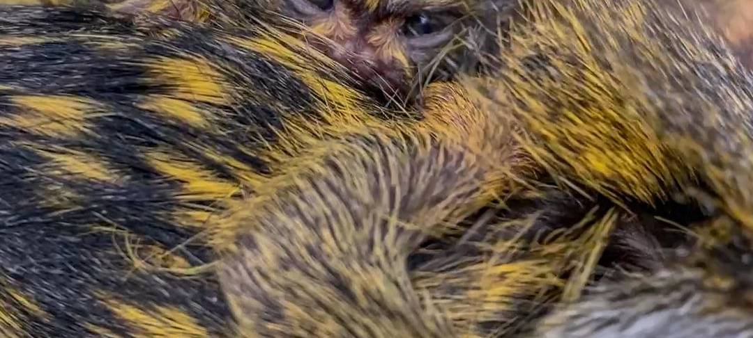 Frühaufsteher und Morgenmuffel: Morgens im Dortmunder Zoo