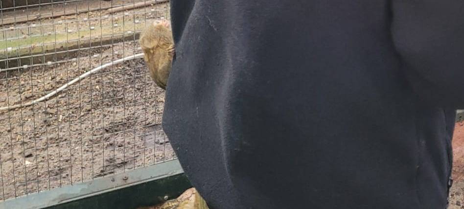 Frühaufsteher und Morgenmuffel: Morgens im Dortmunder Zoo