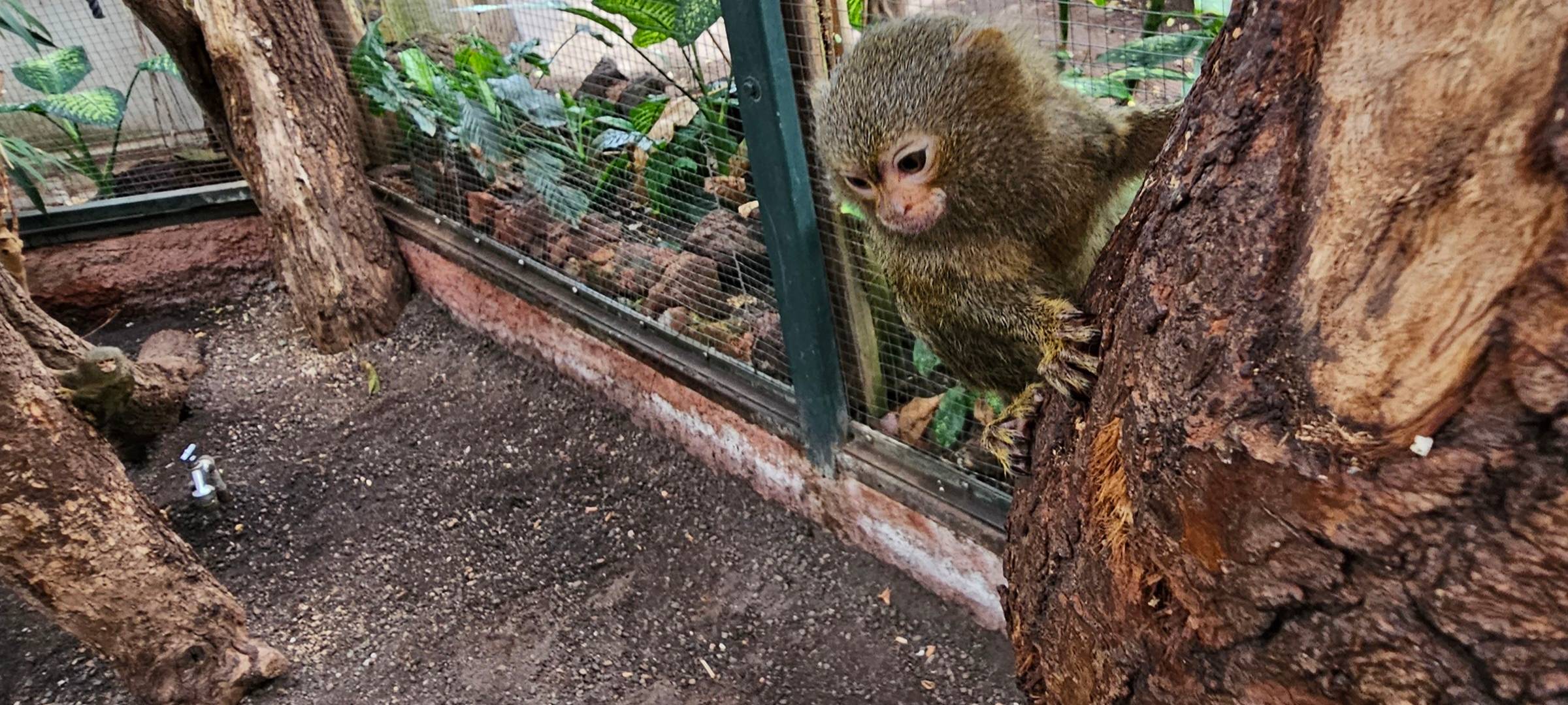 Frühaufsteher und Morgenmuffel: Morgens im Dortmunder Zoo