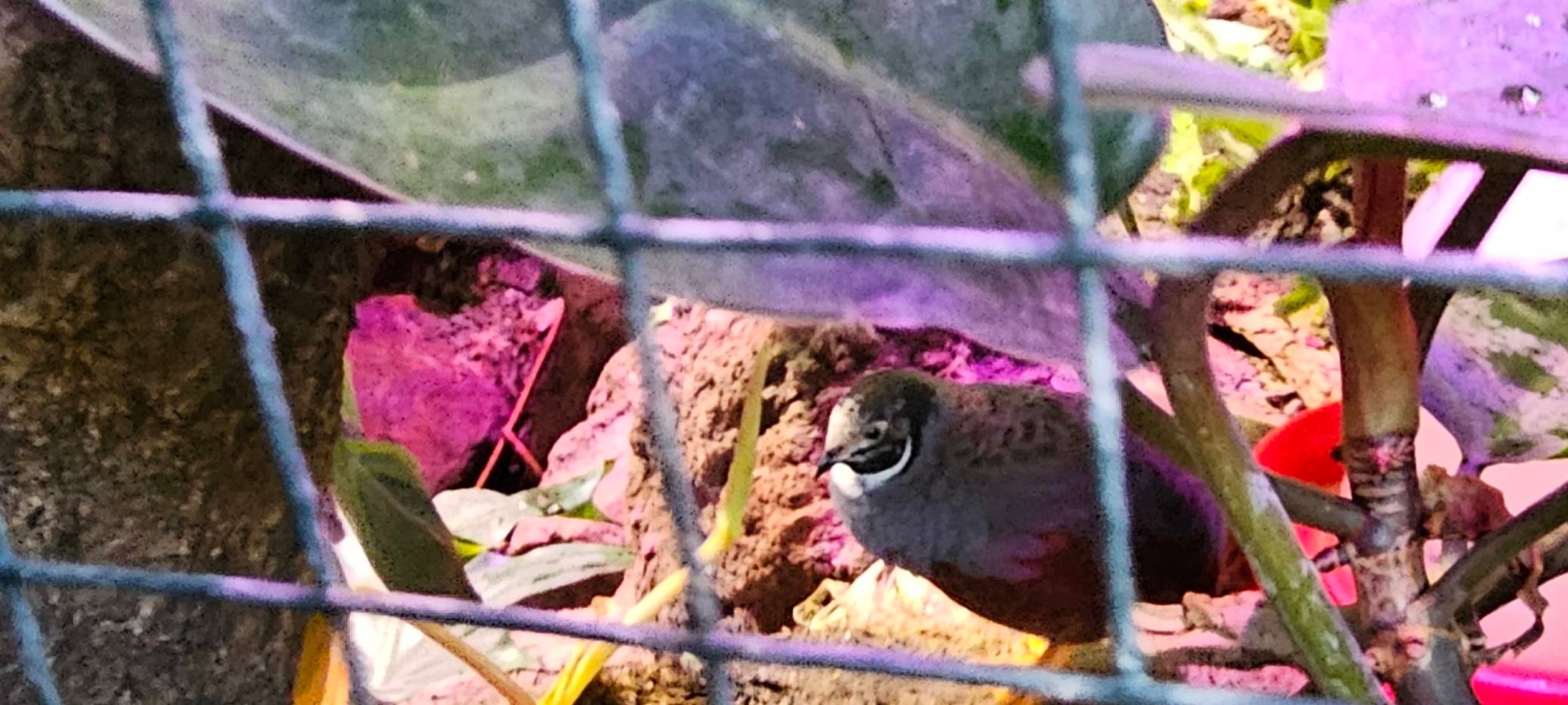 Frühaufsteher und Morgenmuffel: Morgens im Dortmunder Zoo