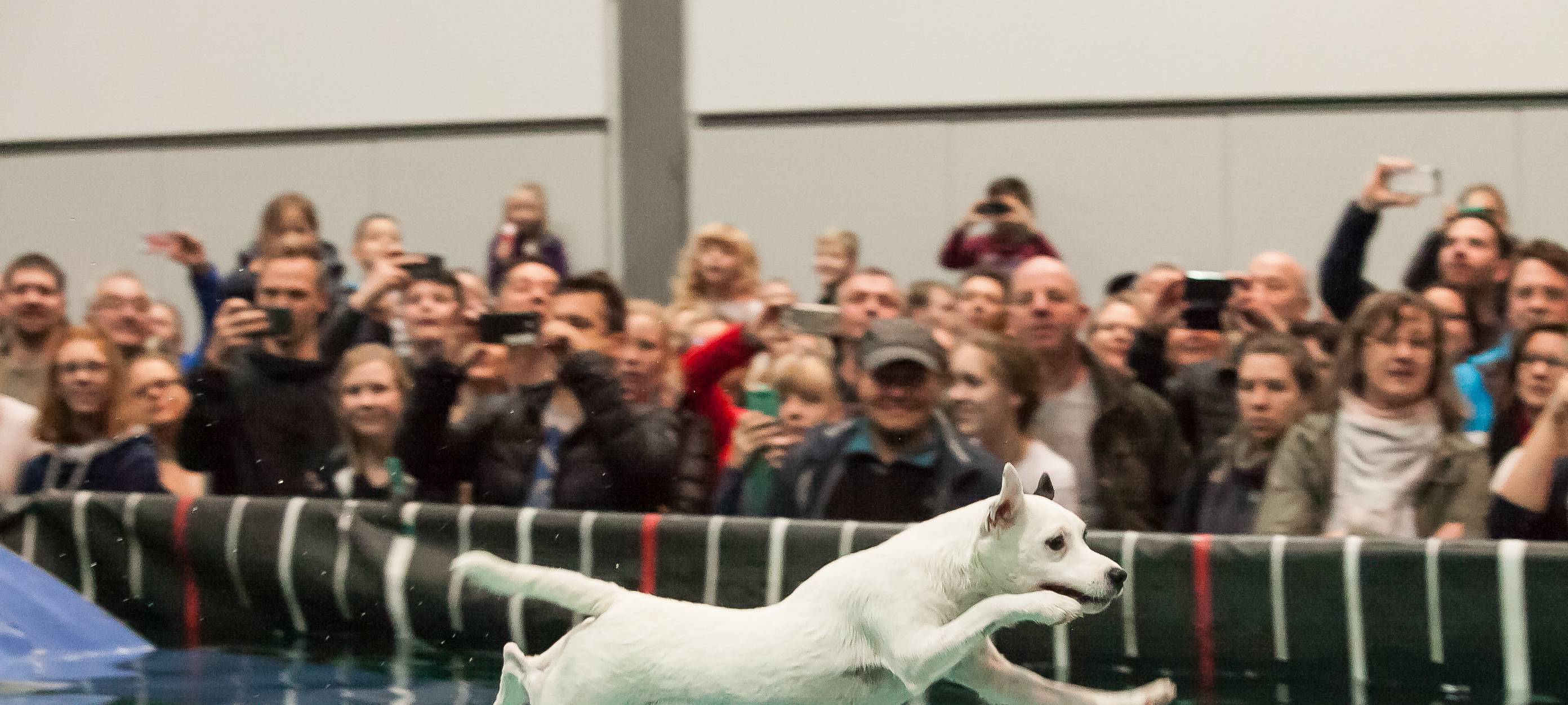 Messe Dogs & Fun in den Dortmunder Westfalenhallen