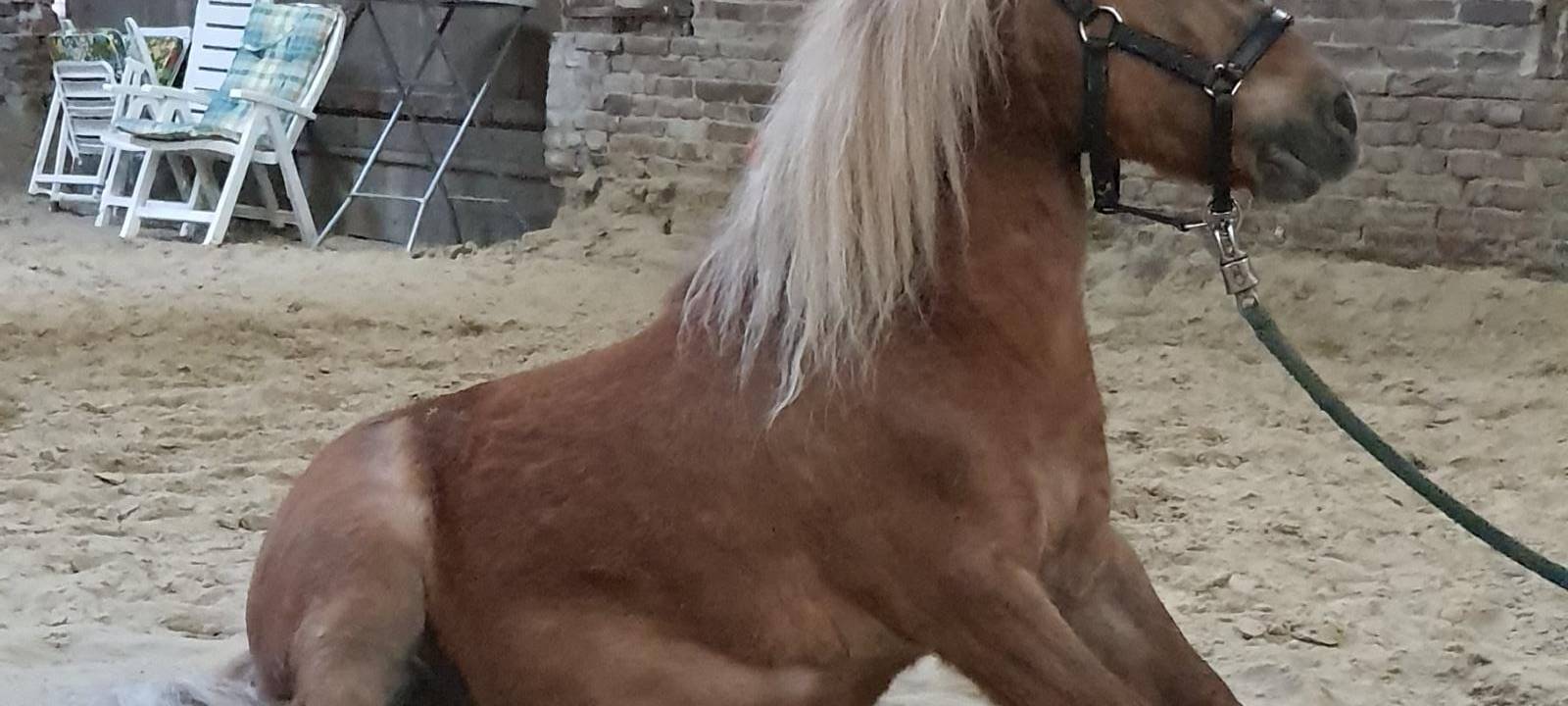 Ein Pony für Dortmunds Oberbürgermeister - Fritzi ist bereit