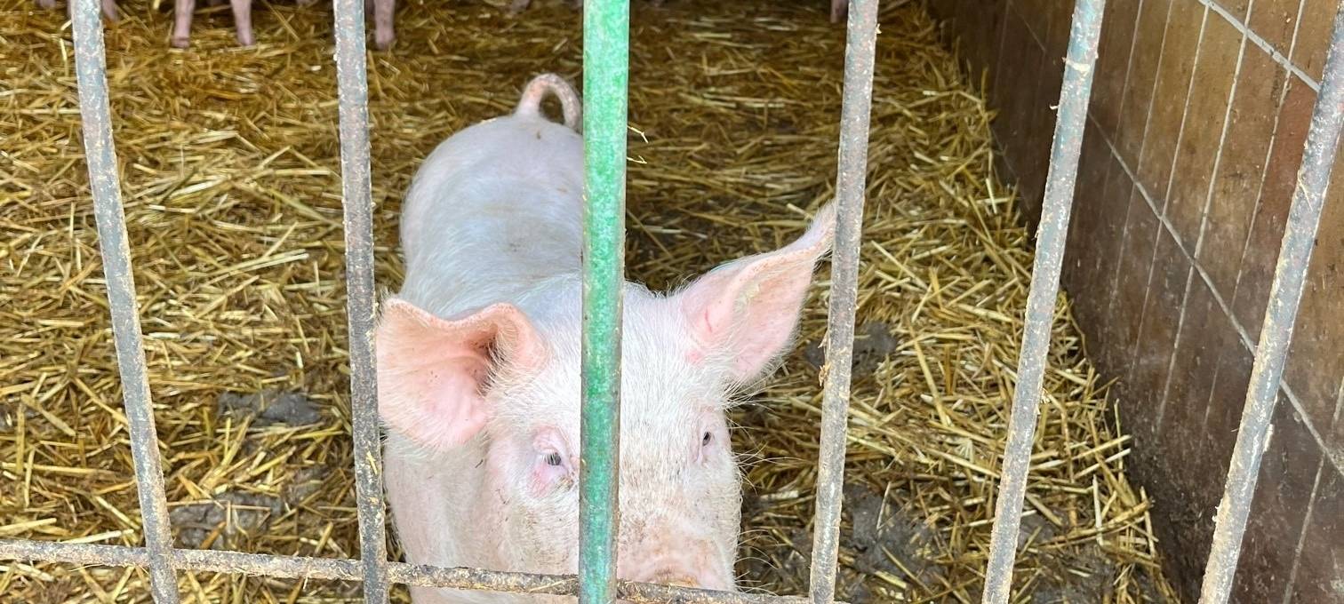 Dortmunder Hofläden in deiner Nähe
