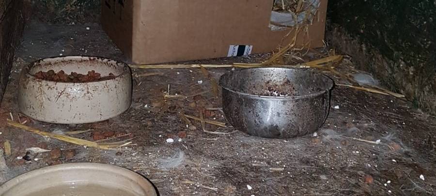 Dortmunder Tierschützer holen Katzen aus Schuppen