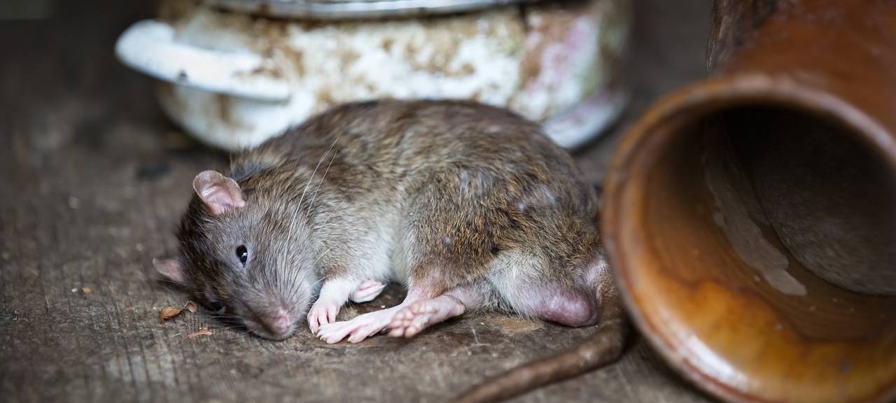 Kontrollen gegen Miet-Missstände in Dortmund