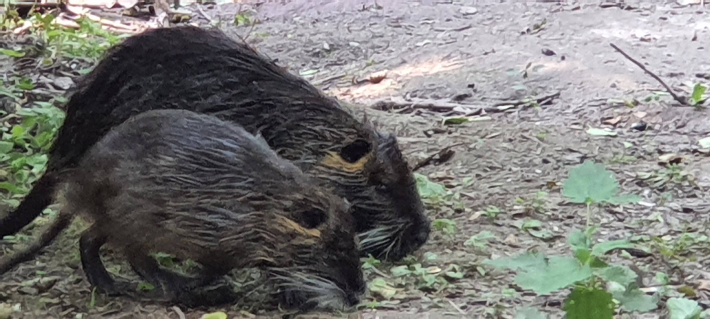 So wild ist Dortmund: Die Nutrias im Fredenbaumpark