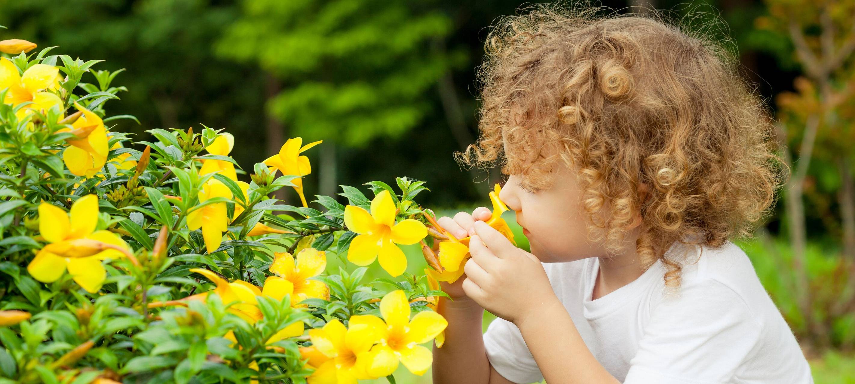 Giftpflanzen in Dortmund