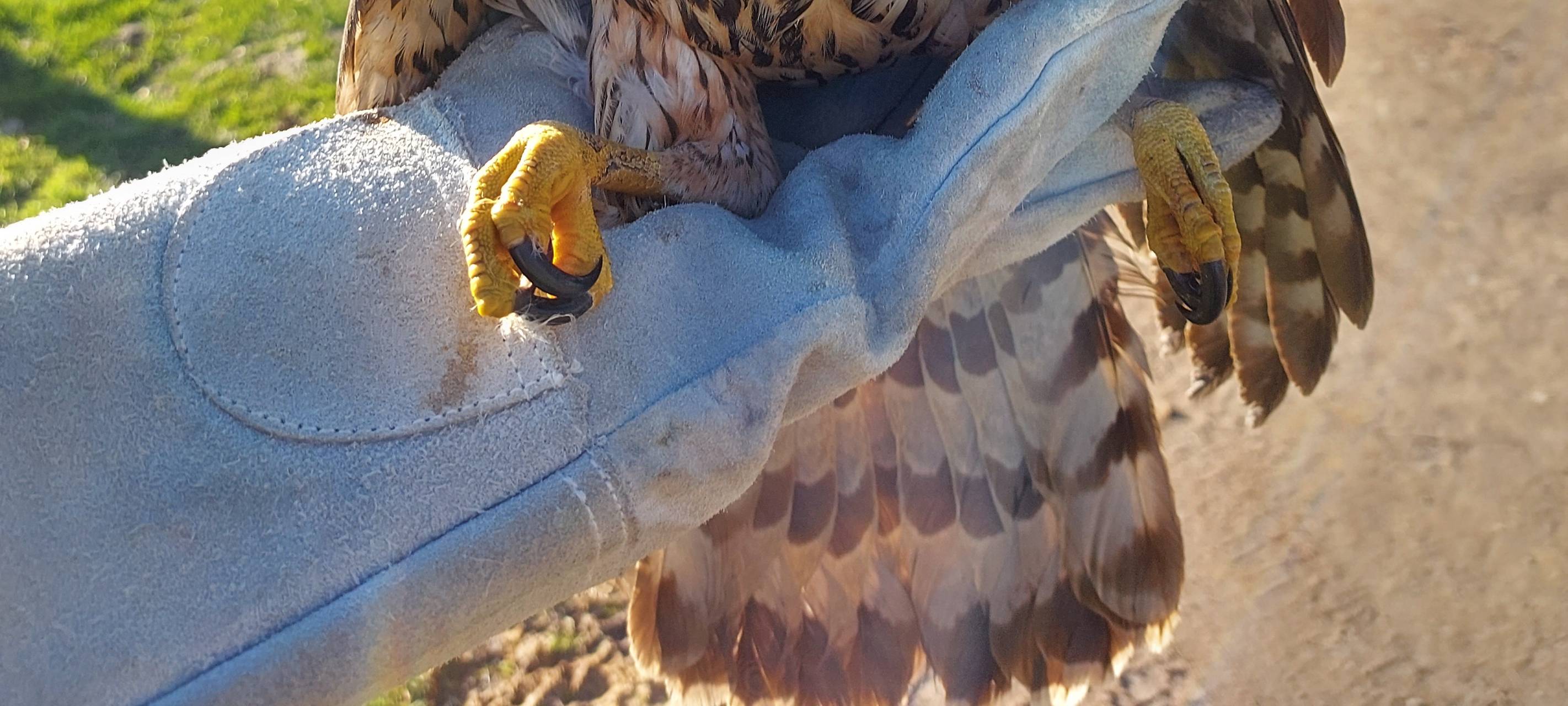 So wild ist Dortmund: Wildvogelstation in Kurl