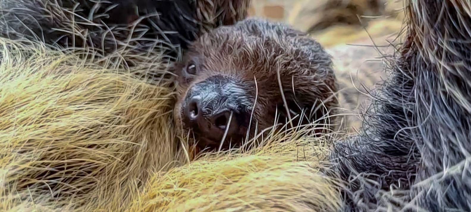 Dortmunder Zoo: Faultier geboren