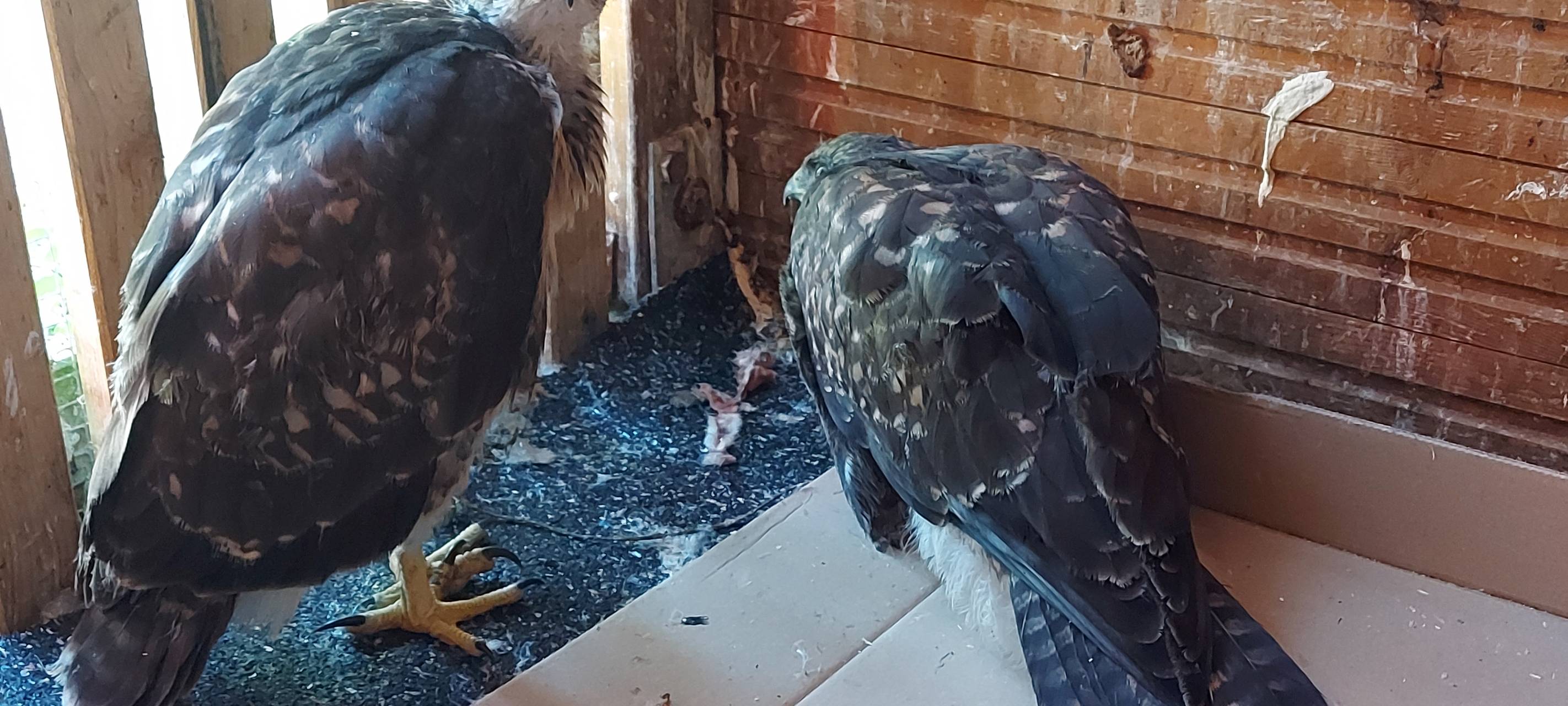 So wild ist Dortmund: Wildvogelstation in Kurl