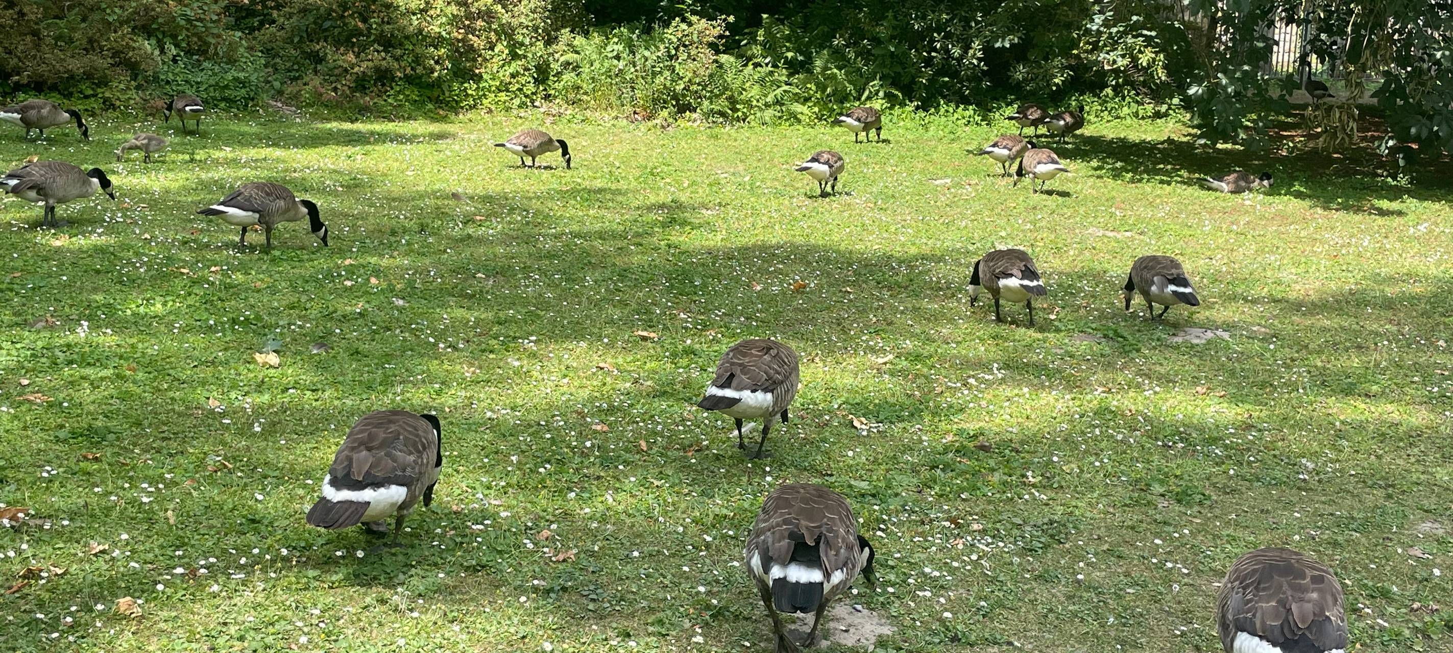 So wild ist Dortmund: Die Kanadagänse im Rombergpark