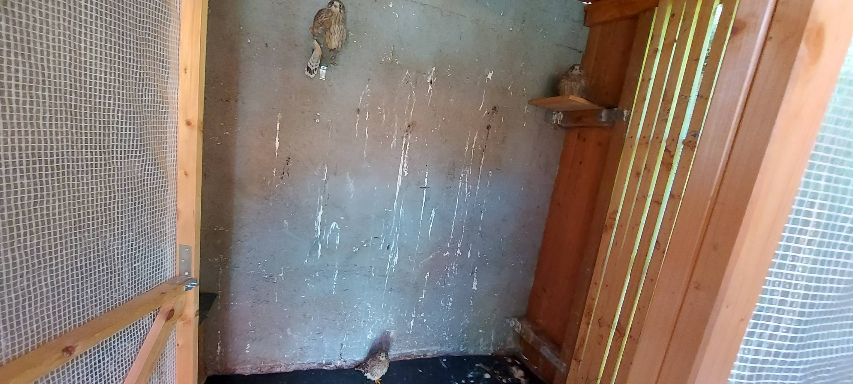 So wild ist Dortmund: Wildvogelstation in Kurl