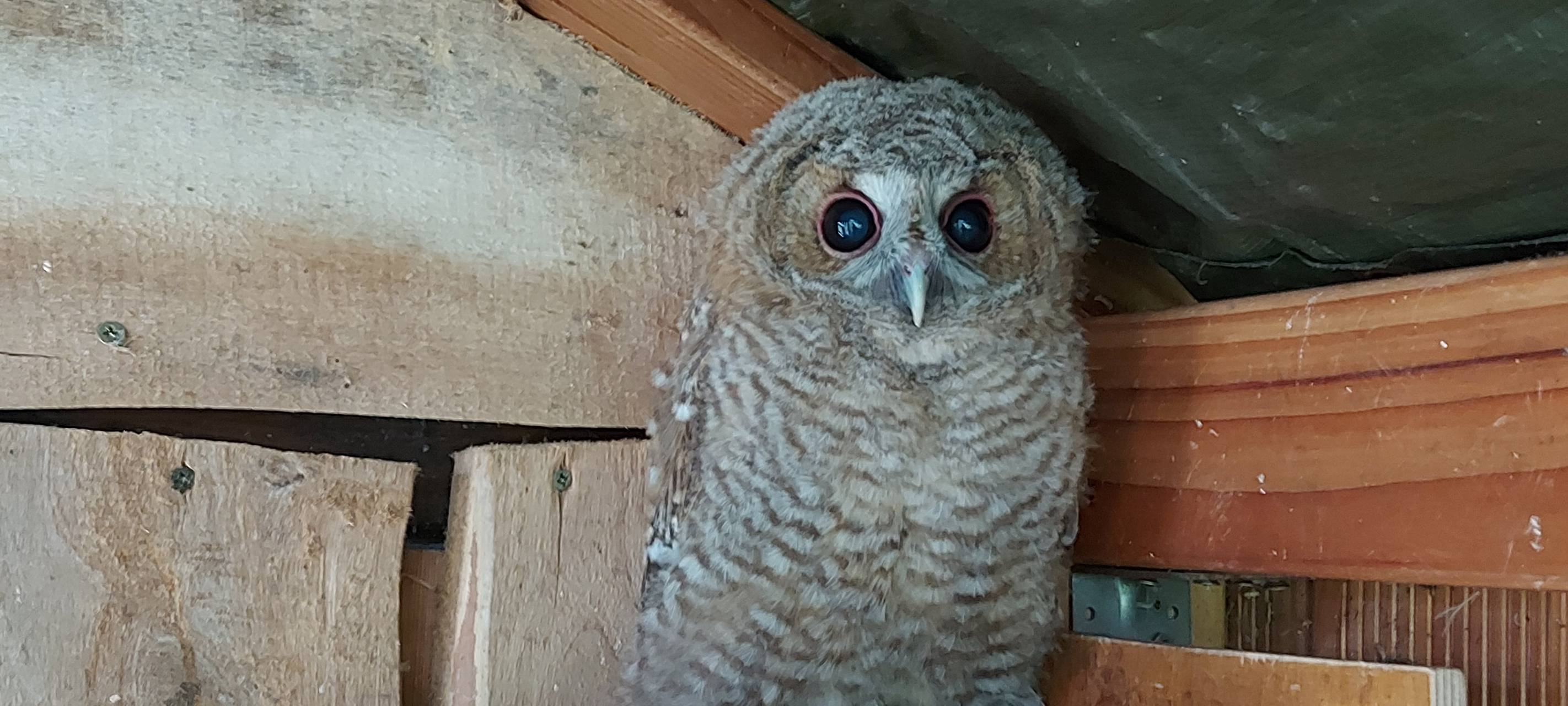So wild ist Dortmund: Wildvogelstation in Kurl