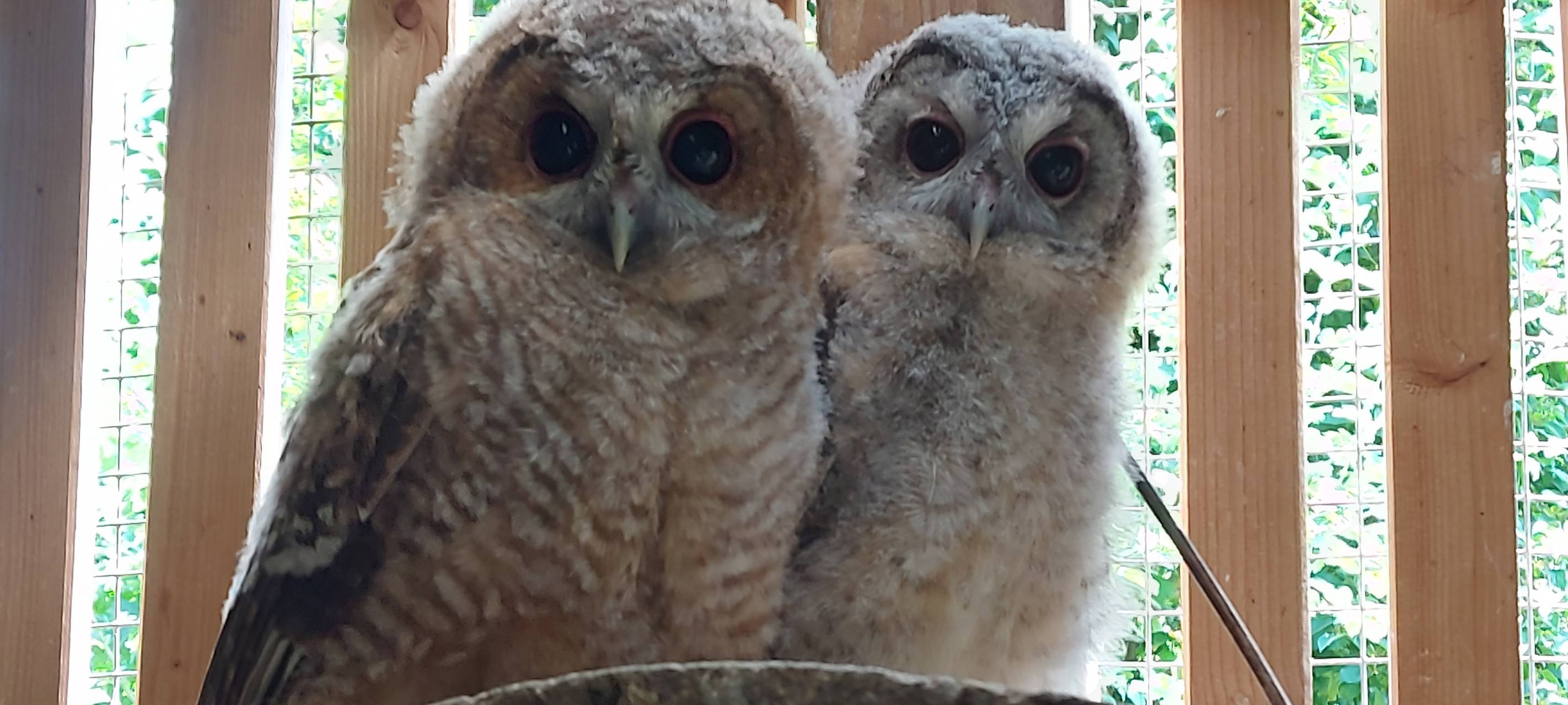 So wild ist Dortmund: Wildvogelstation in Kurl