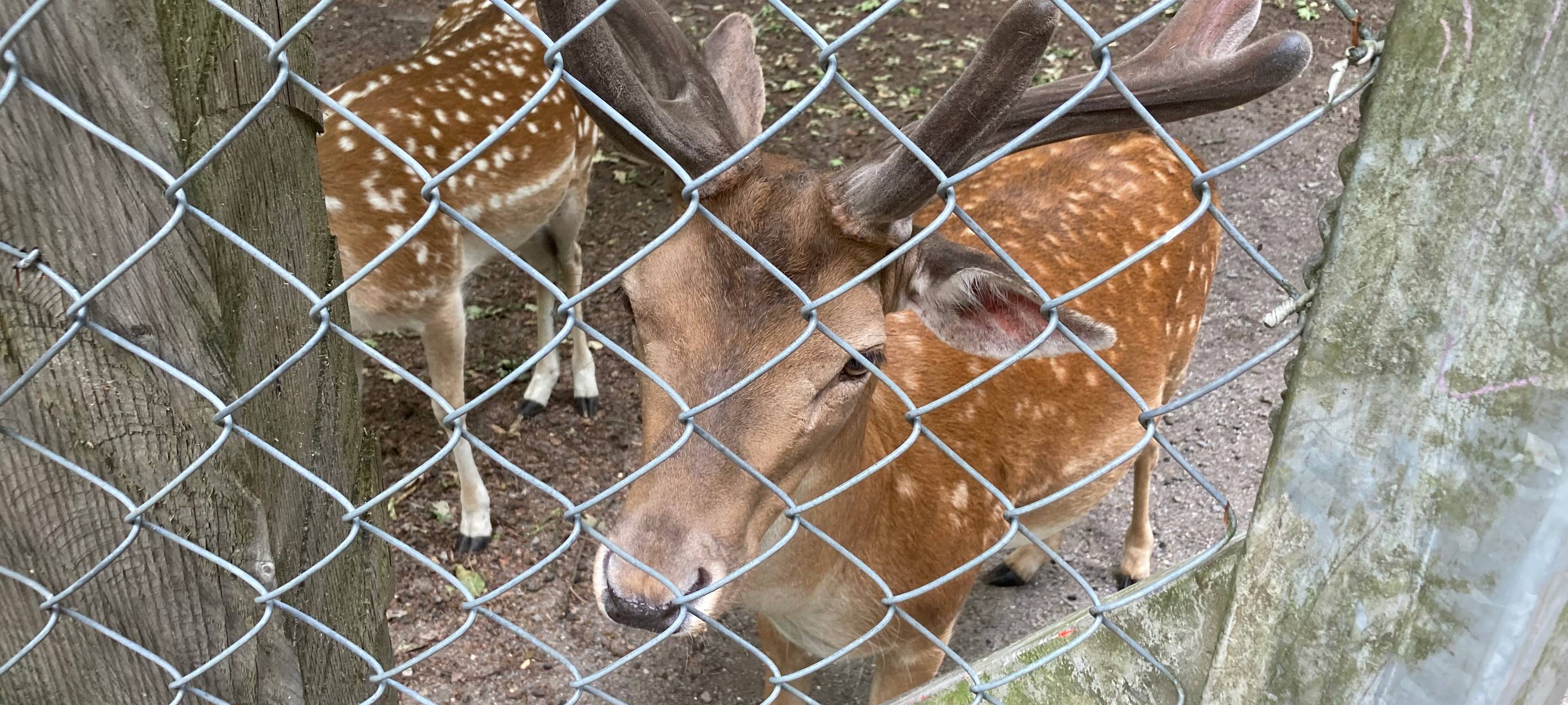 So wild ist Dortmund: das einzige Wildgehege in Dortmund