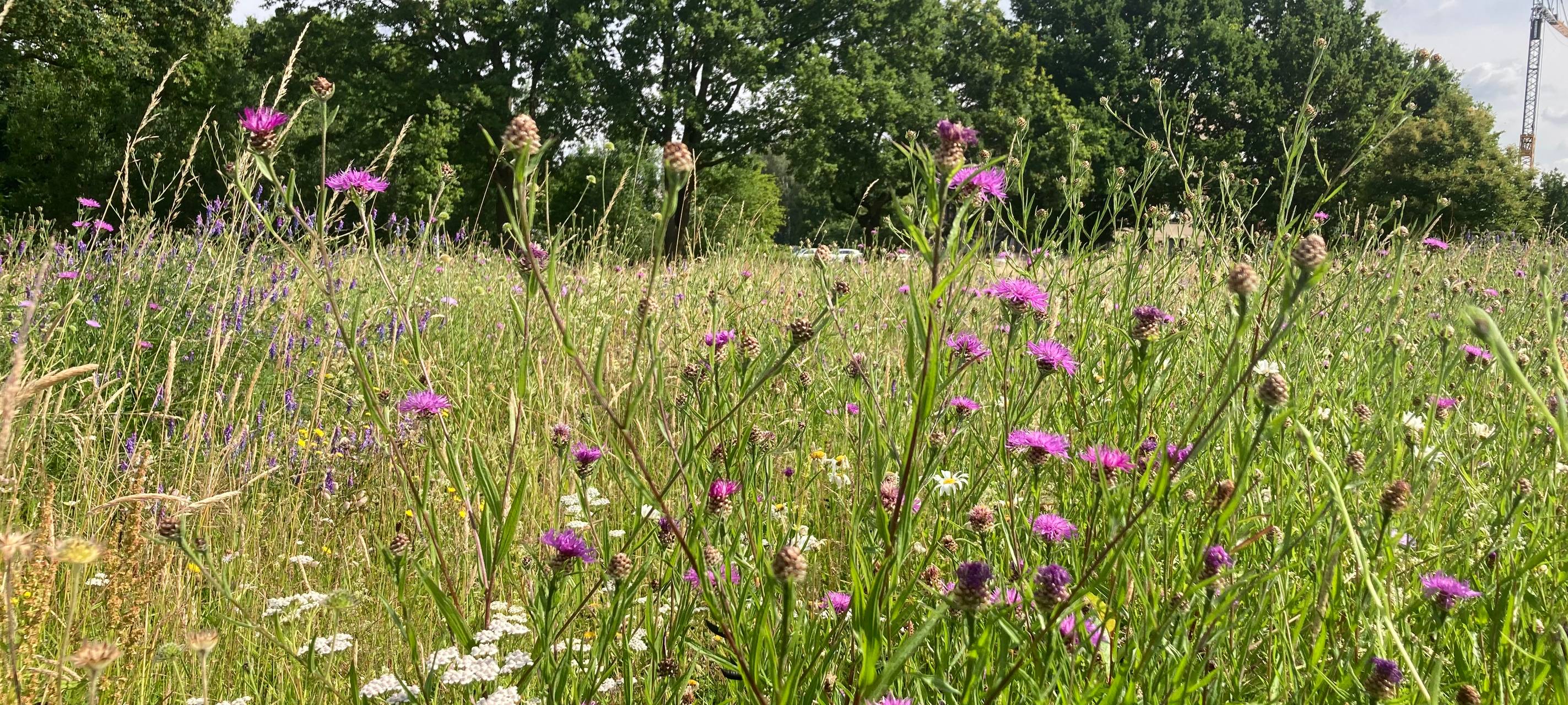 So wild ist Dortmund: Die Radio 91.2-Wildblumenwiese