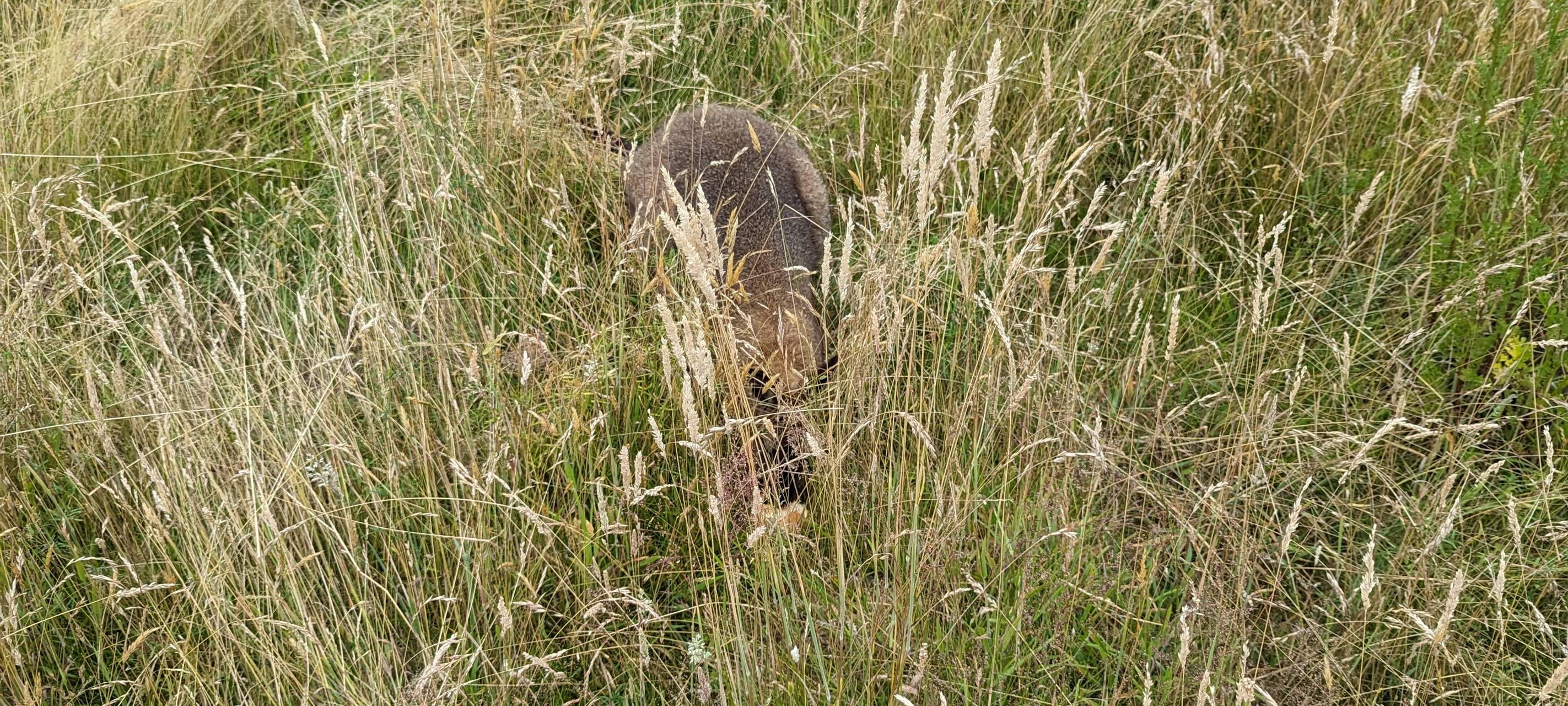 Kängurus in Dortmund