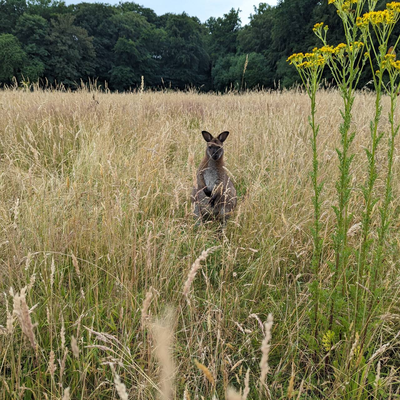 Kängurus in Dortmund