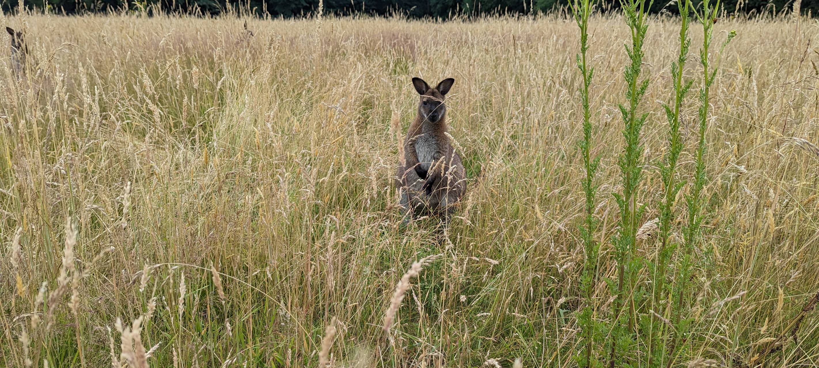 So wild ist Dortmund: Kängurus in Brechten