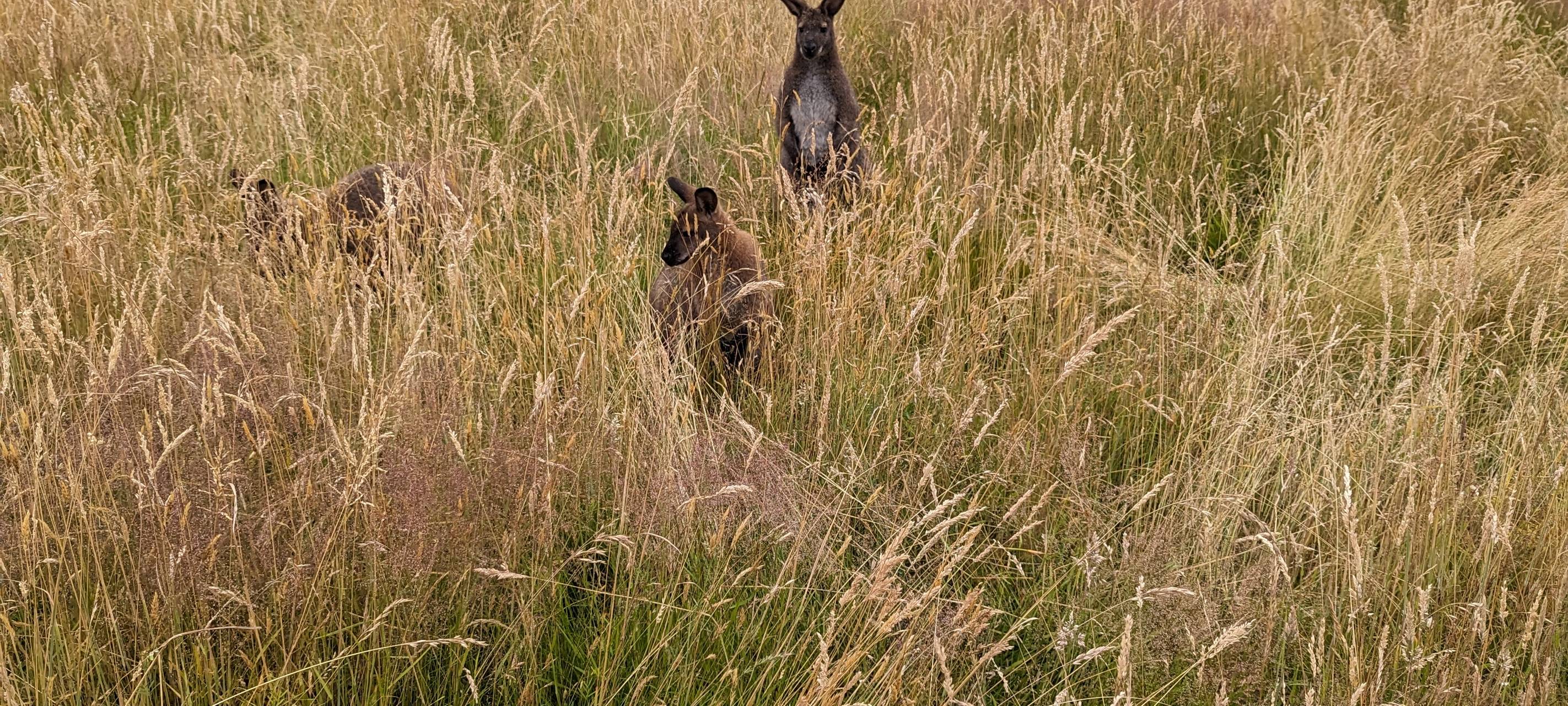 Kängurus in Dortmund