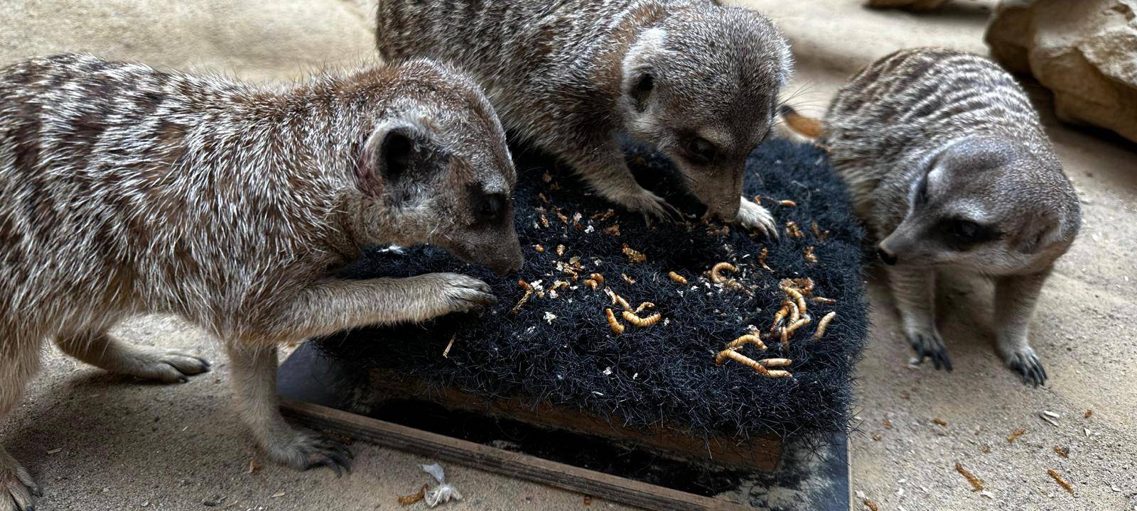 Dortmunder Momente 2023: Radio 91.2 unterwegs im Zoo Dortmund