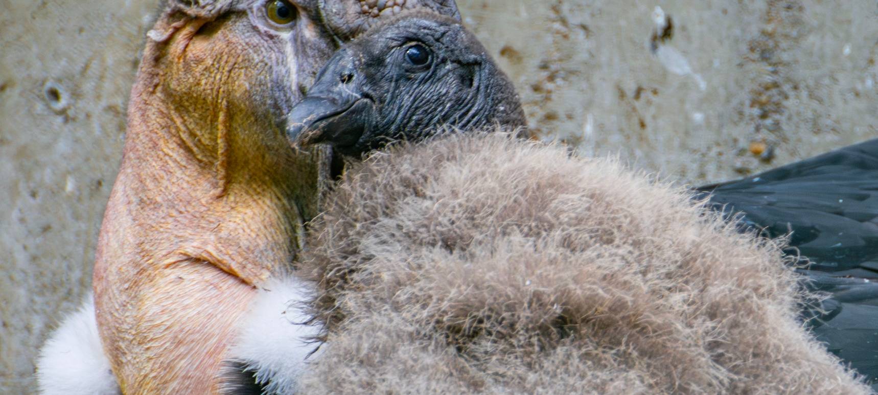Dortmund: Andenkondor wächst erstmals im Zoo auf