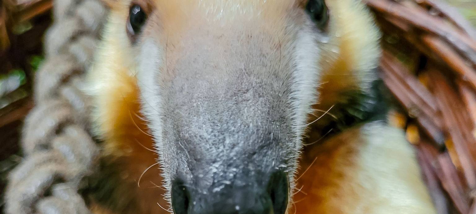 Dortmund: Kleiner Ameisenbär im Zoo angekommen