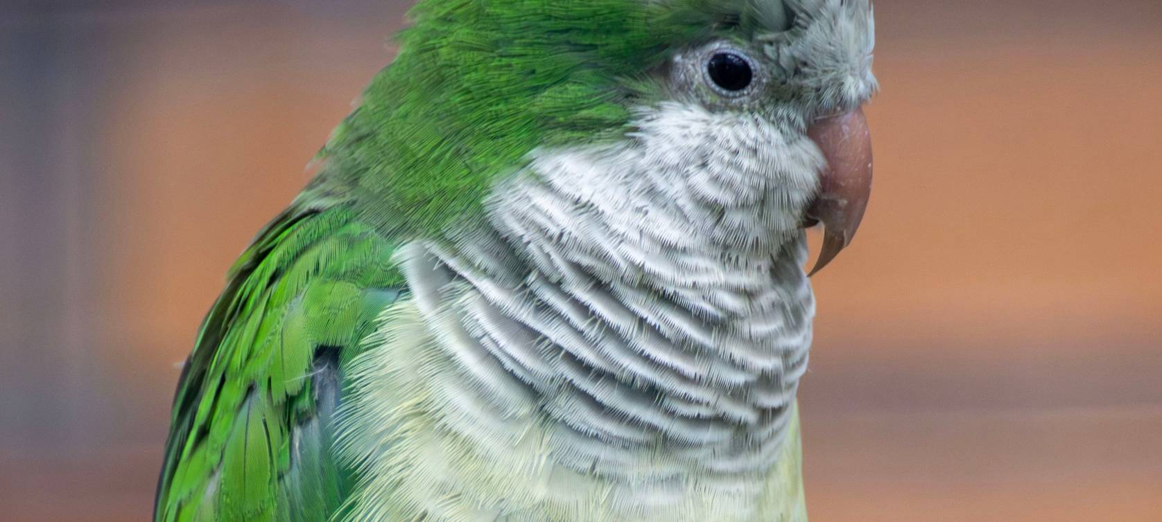 Dortmunder Zoo: 48 Papageien eingeschläfert