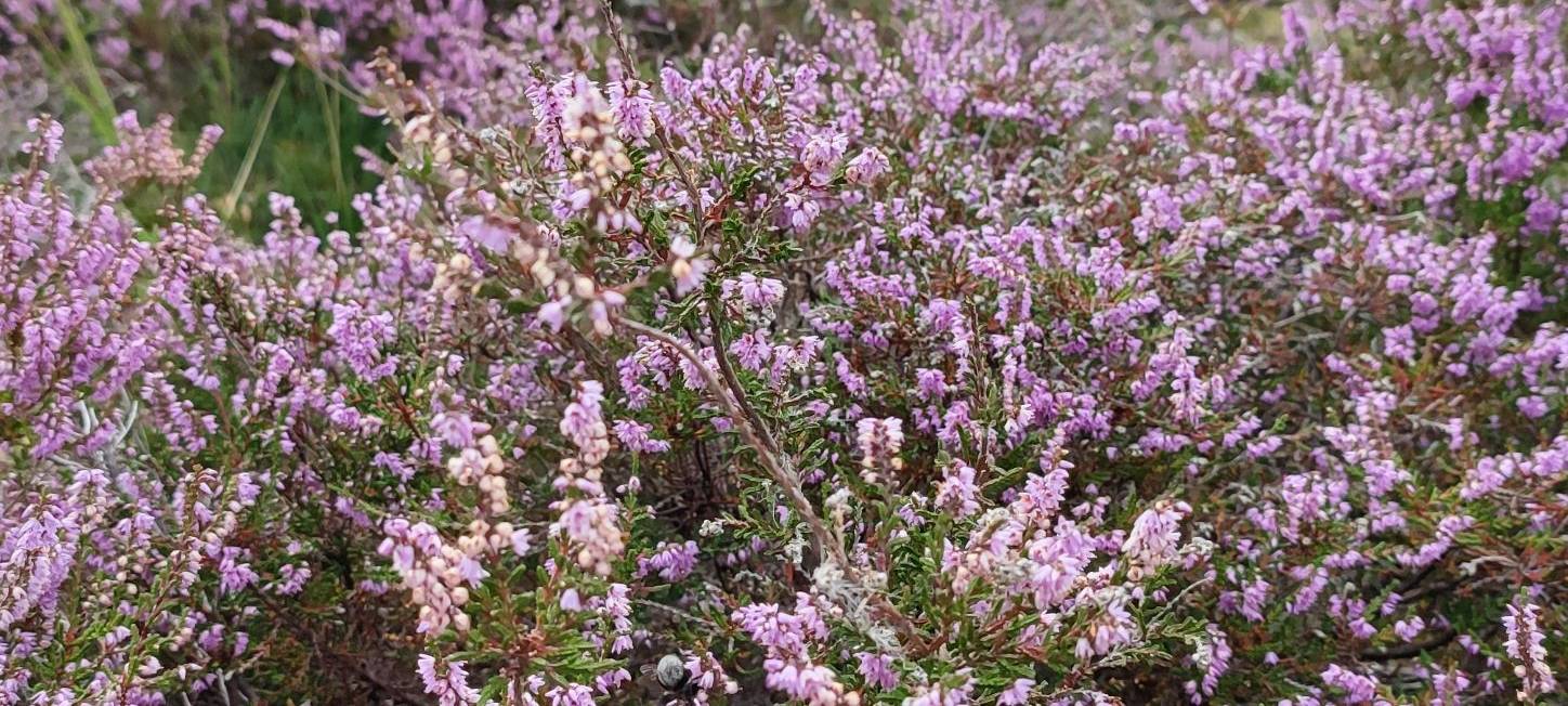 Dortmunder zählen Tier- und Pflanzenarten