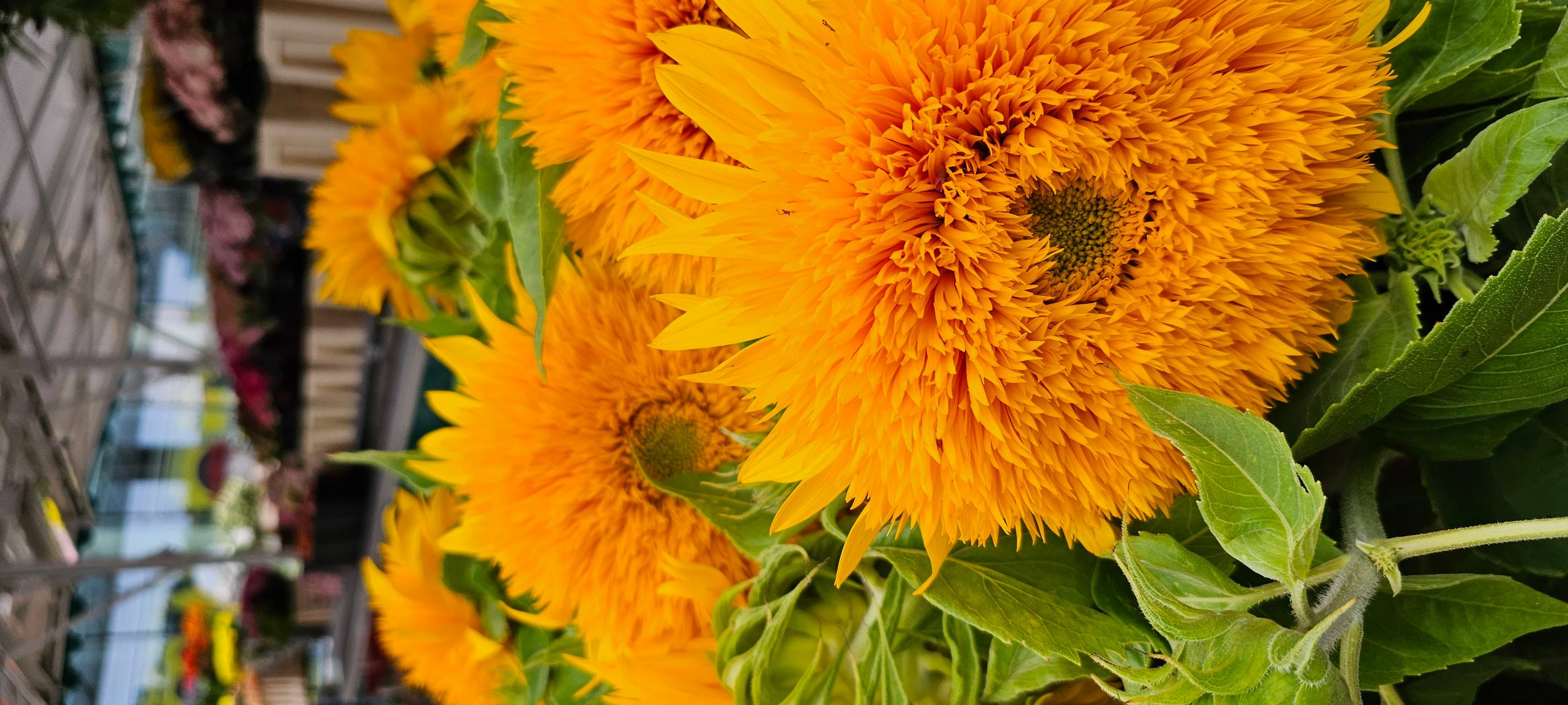 Radio 91.2 unterwegs – auf dem Wochenmarkt in Dortmund