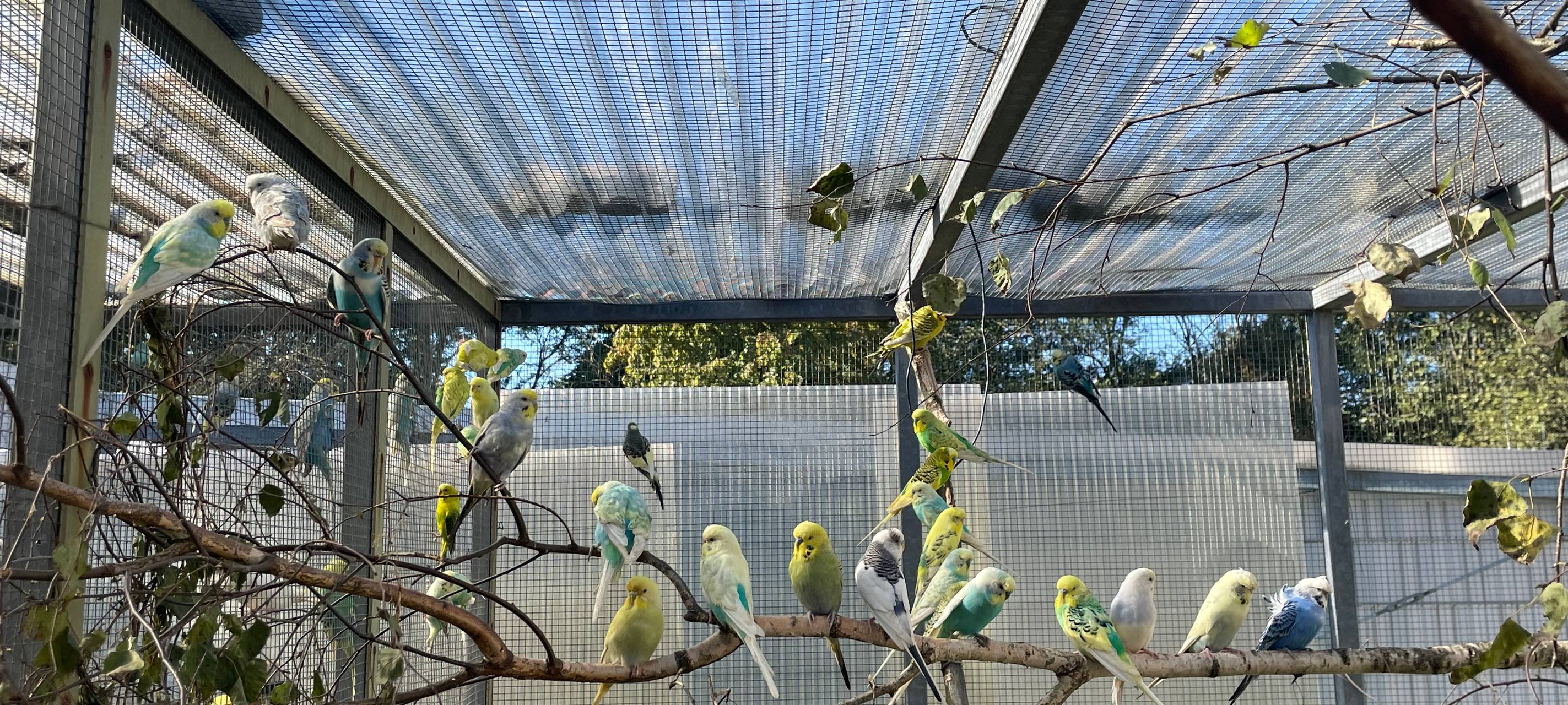 Dortmund: 126 Wellensittiche können vermittelt werden