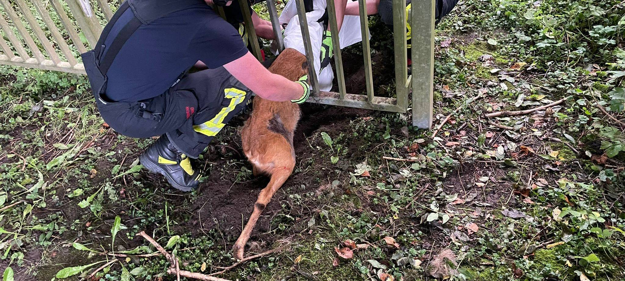 Dortmunder Feuerwehr rettet Rehbock