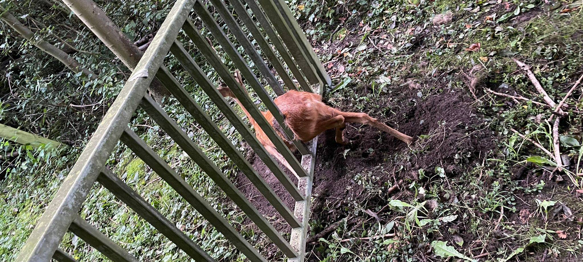 Dortmunder Feuerwehr rettet Rehbock