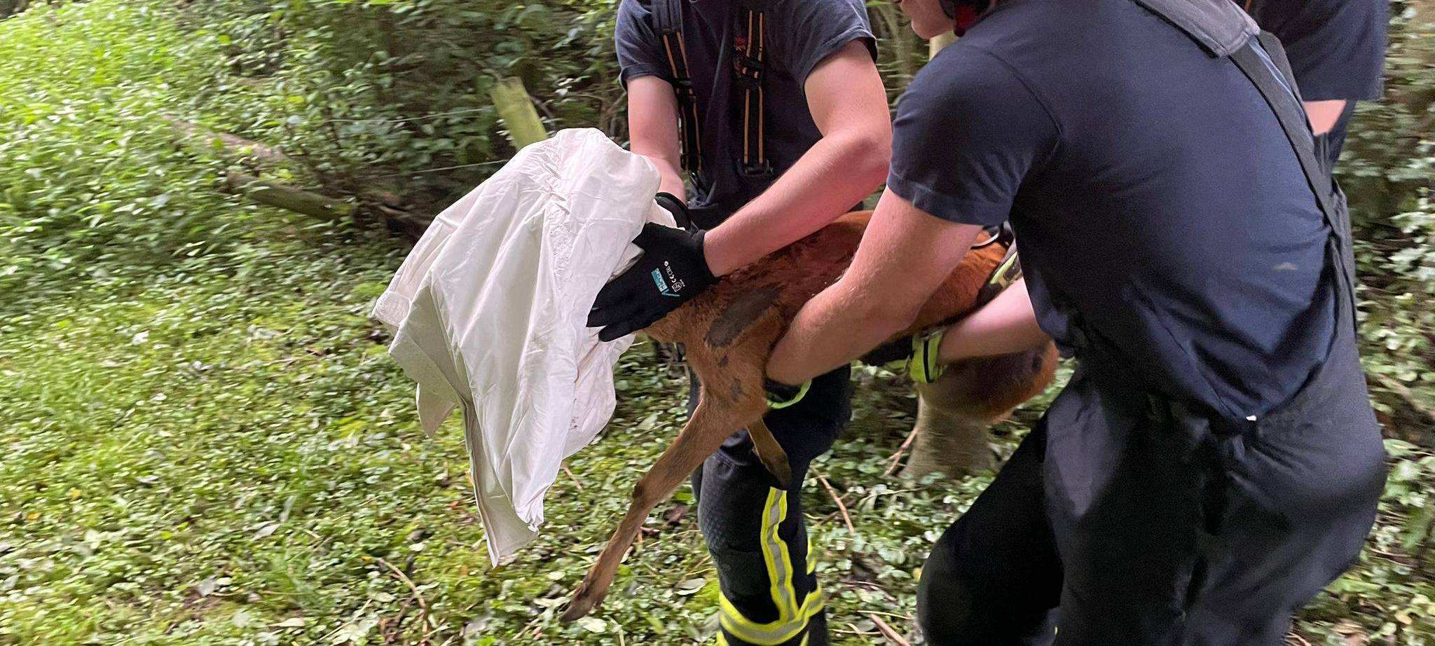 Dortmunder Feuerwehr rettet Rehbock