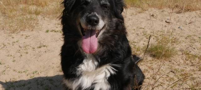 Tierheim Dortmund vermittelt tolle Hunde!