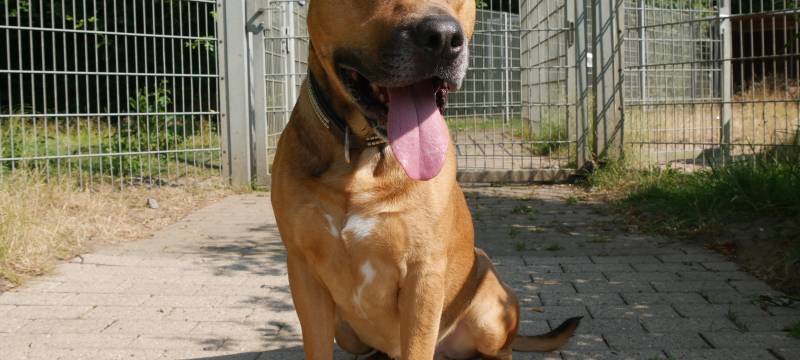 Tierheim Dortmund vermittelt tolle Hunde!
