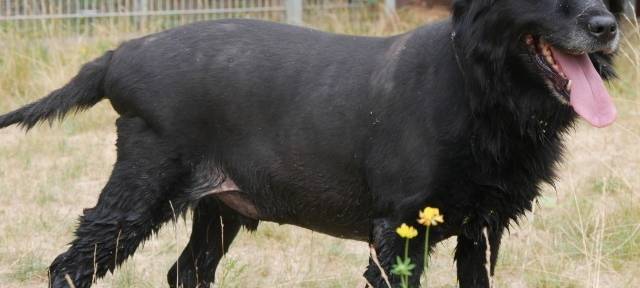 Tierheim Dortmund vermittelt tolle Hunde!