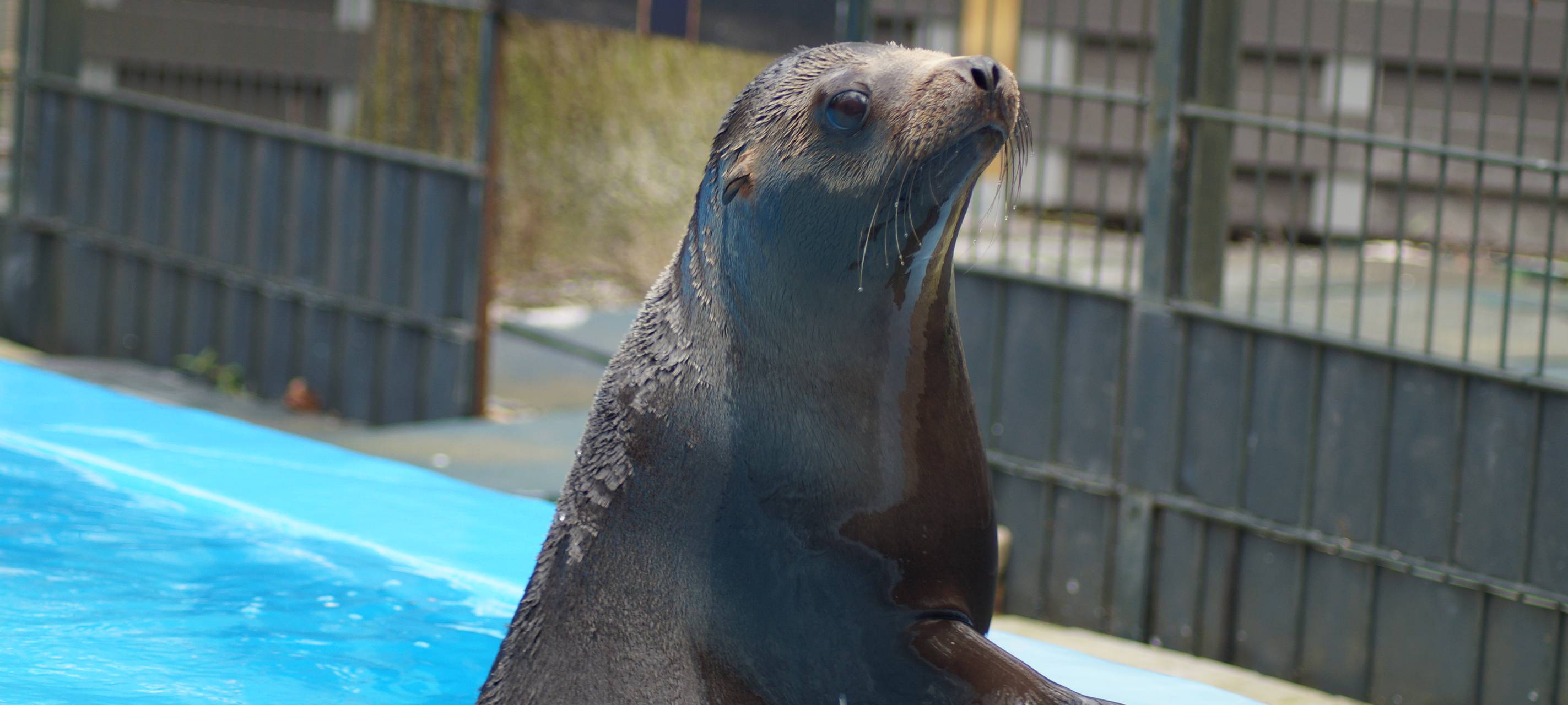 Zuwachs im Robbengehege