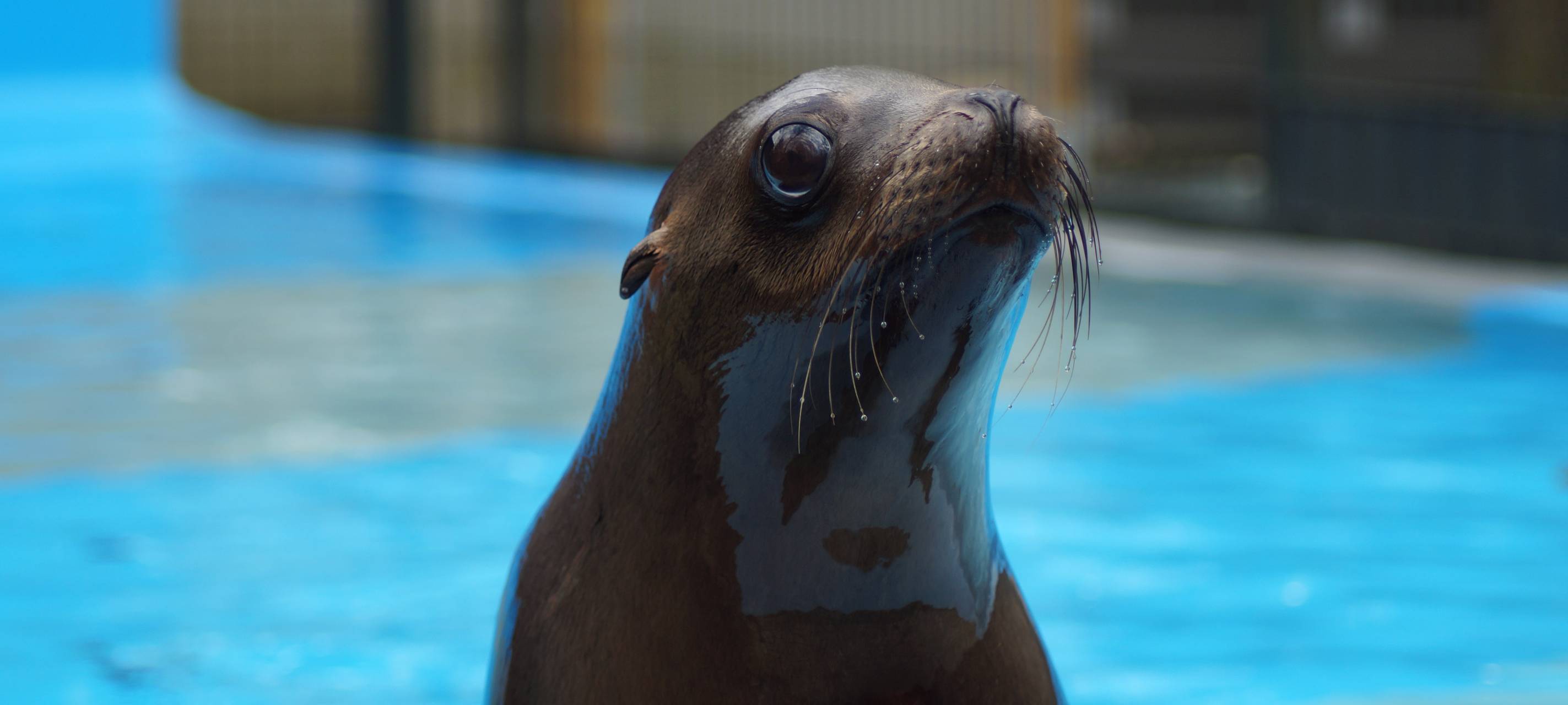 Zuwachs im Robbengehege