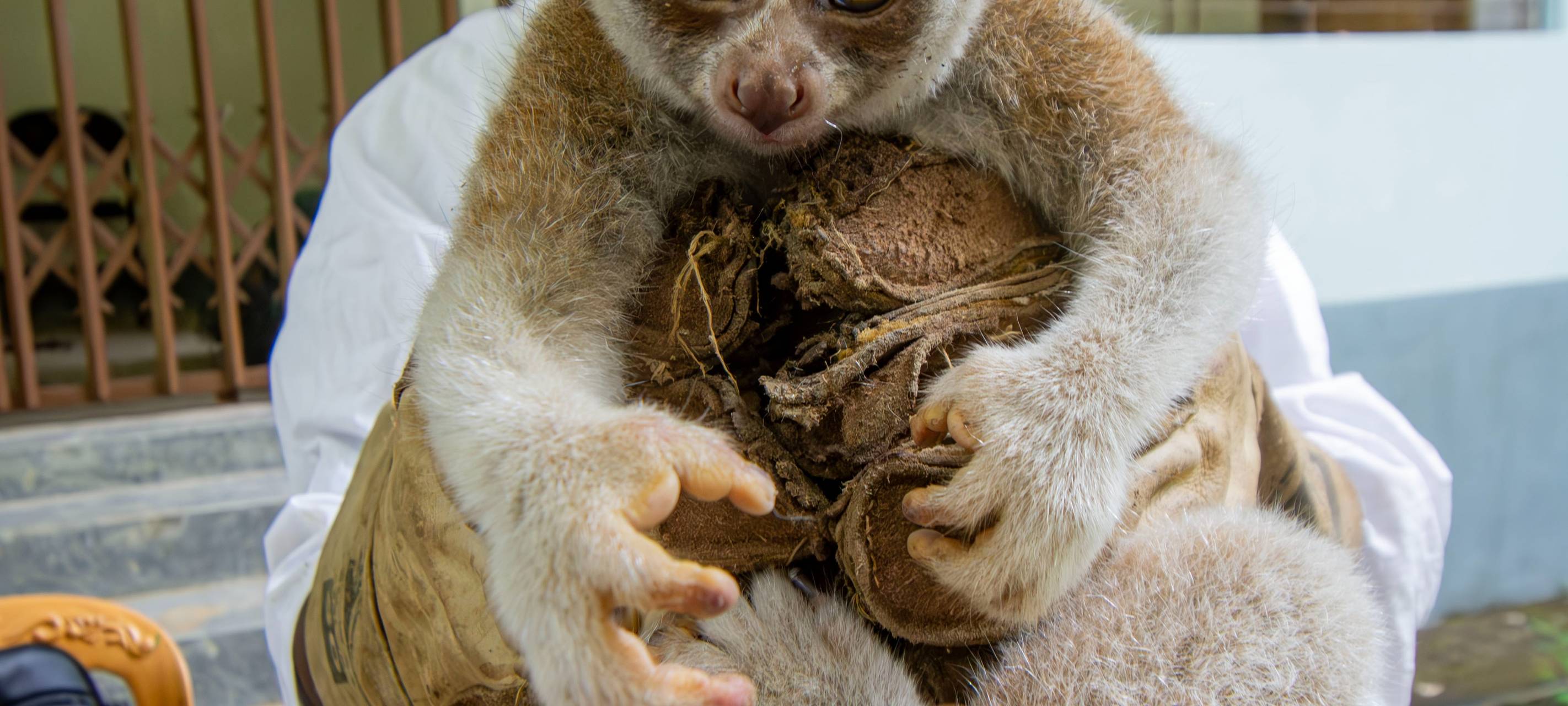 Zoo Dortmund: Plumplori-Verein in Bangladesch