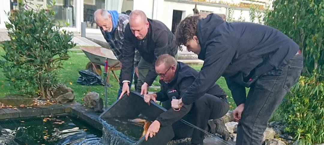 Dortmunder Karpfen finden neues Zuhause