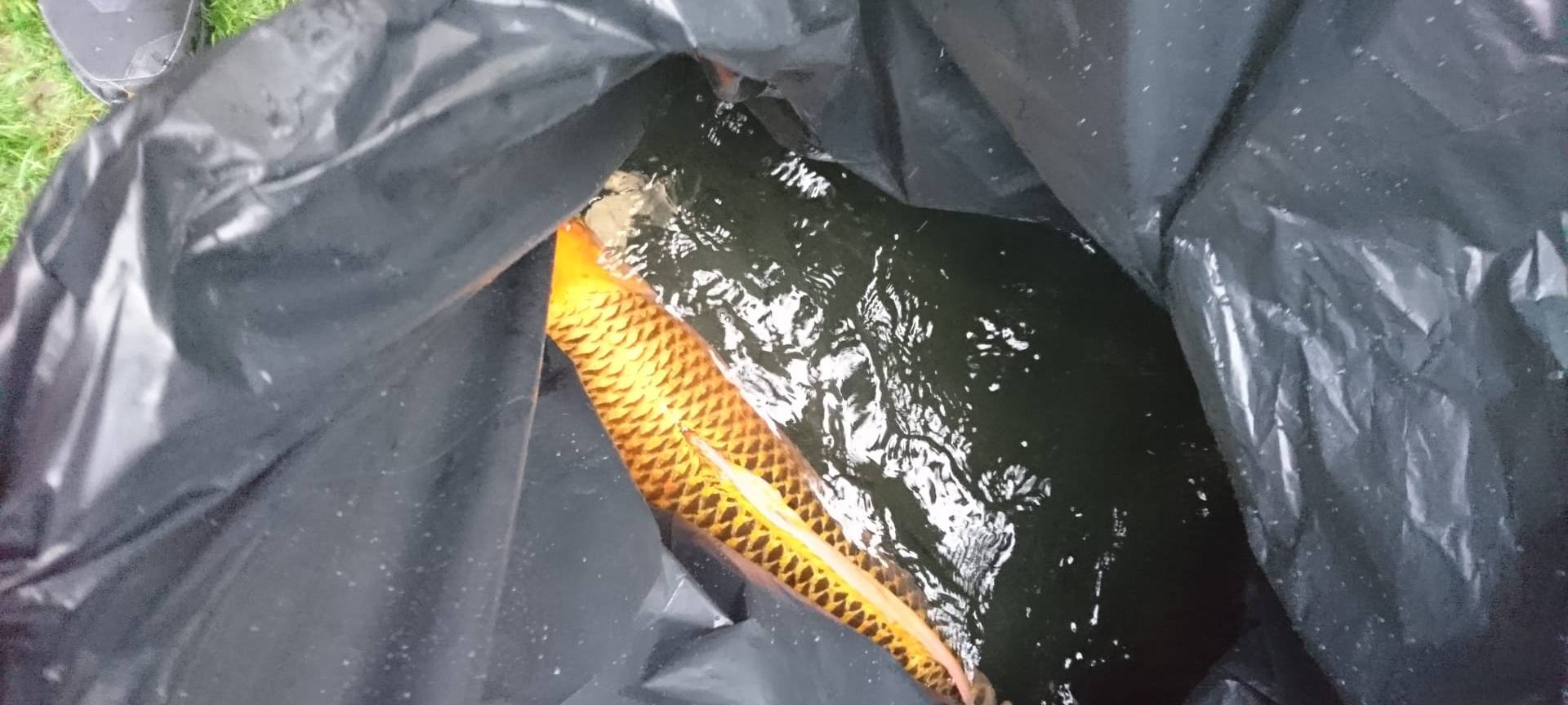 Dortmunder Karpfen finden neues Zuhause