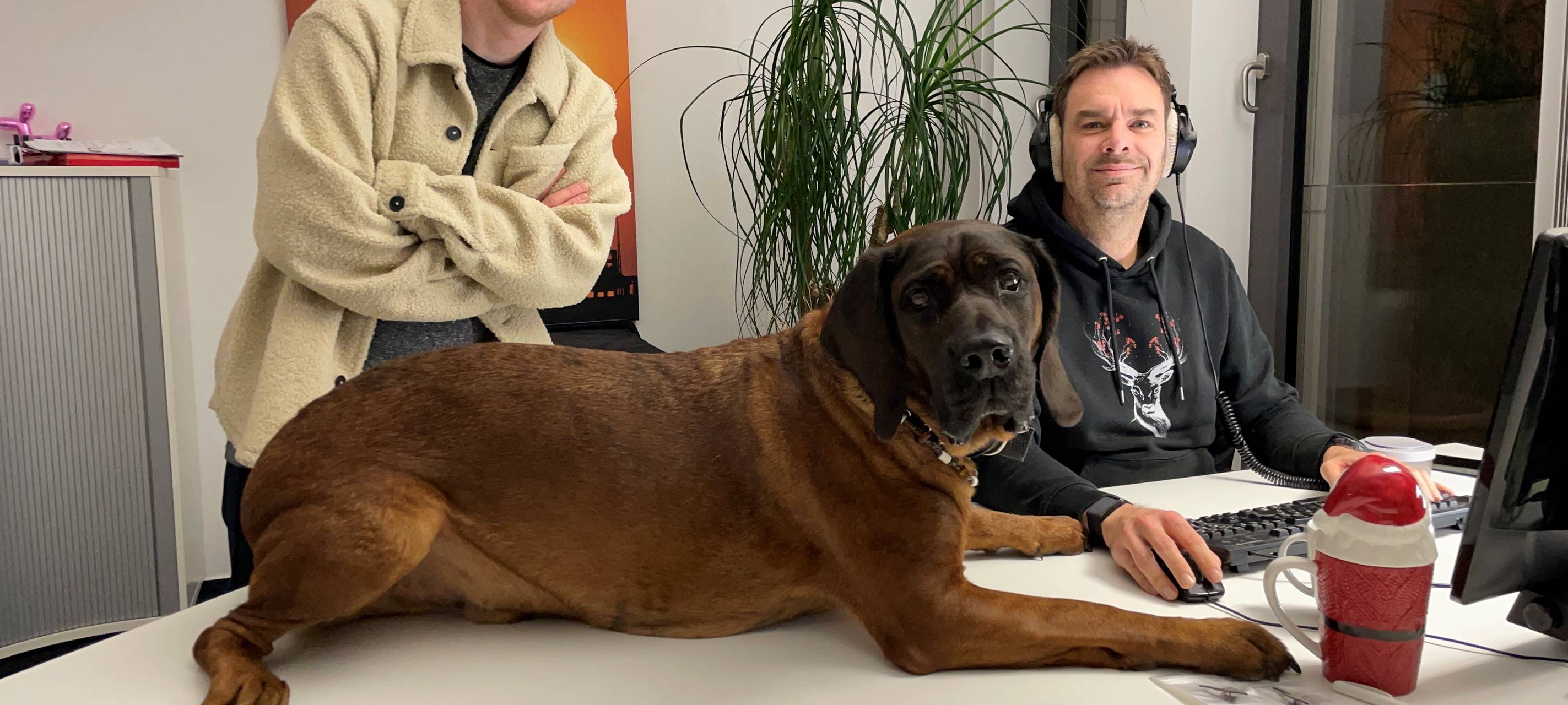 Studiohund Slash sitzt auf dem Schreibtisch