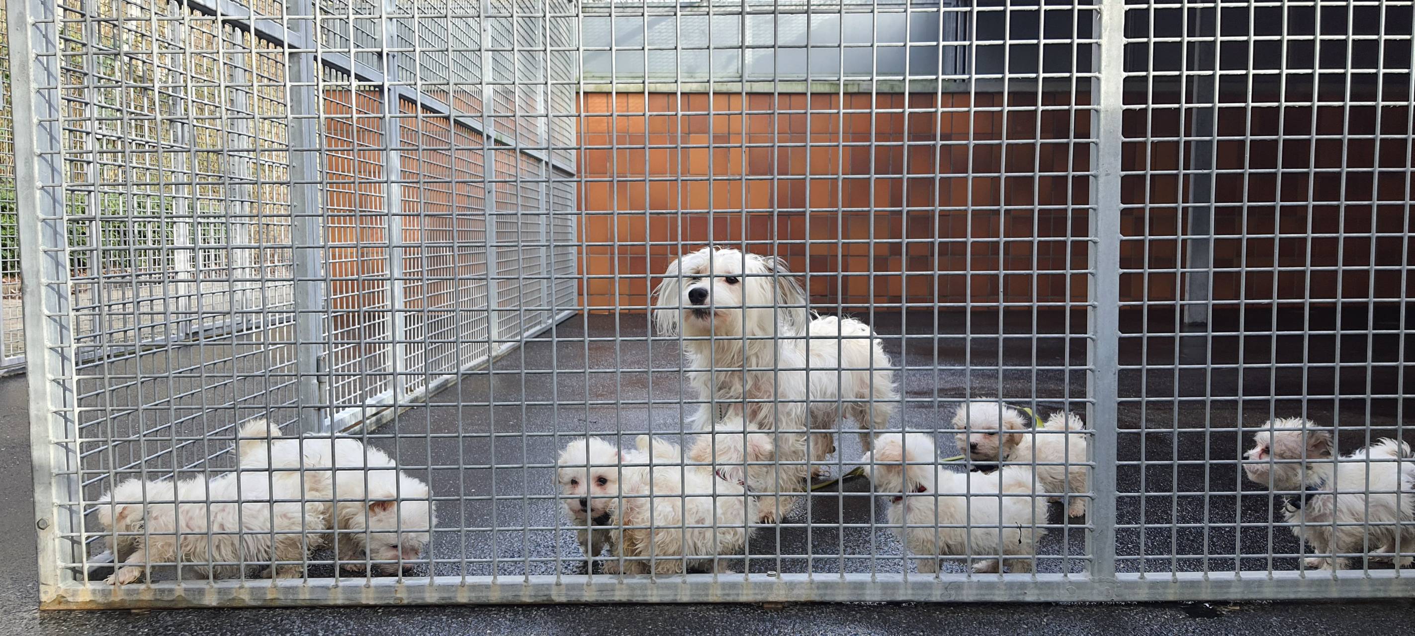 Hunde aus Dortmunder Dachwohnung sind wohlauf