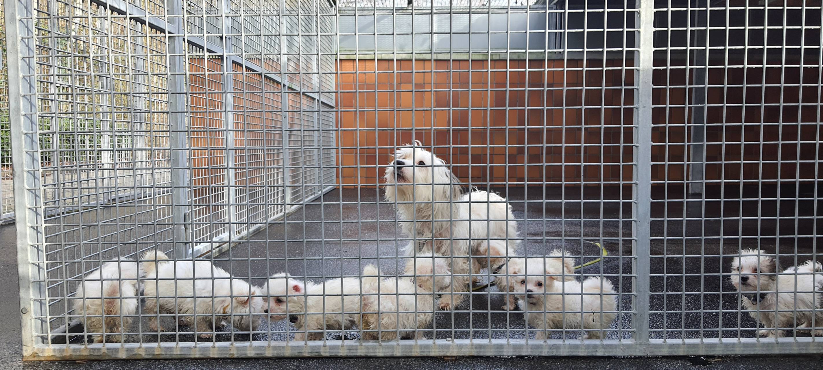 Hunde aus Dortmunder Dachwohnung sind wohlauf