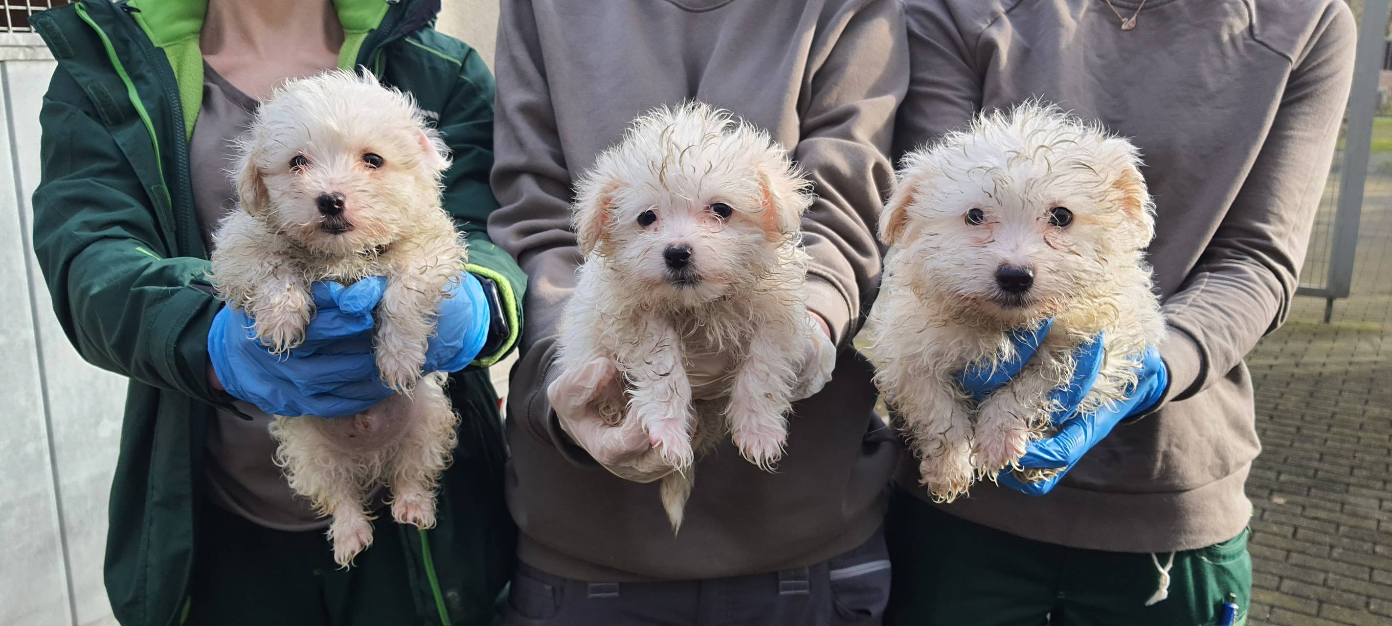 Hunde aus Dortmunder Dachwohnung sind wohlauf
