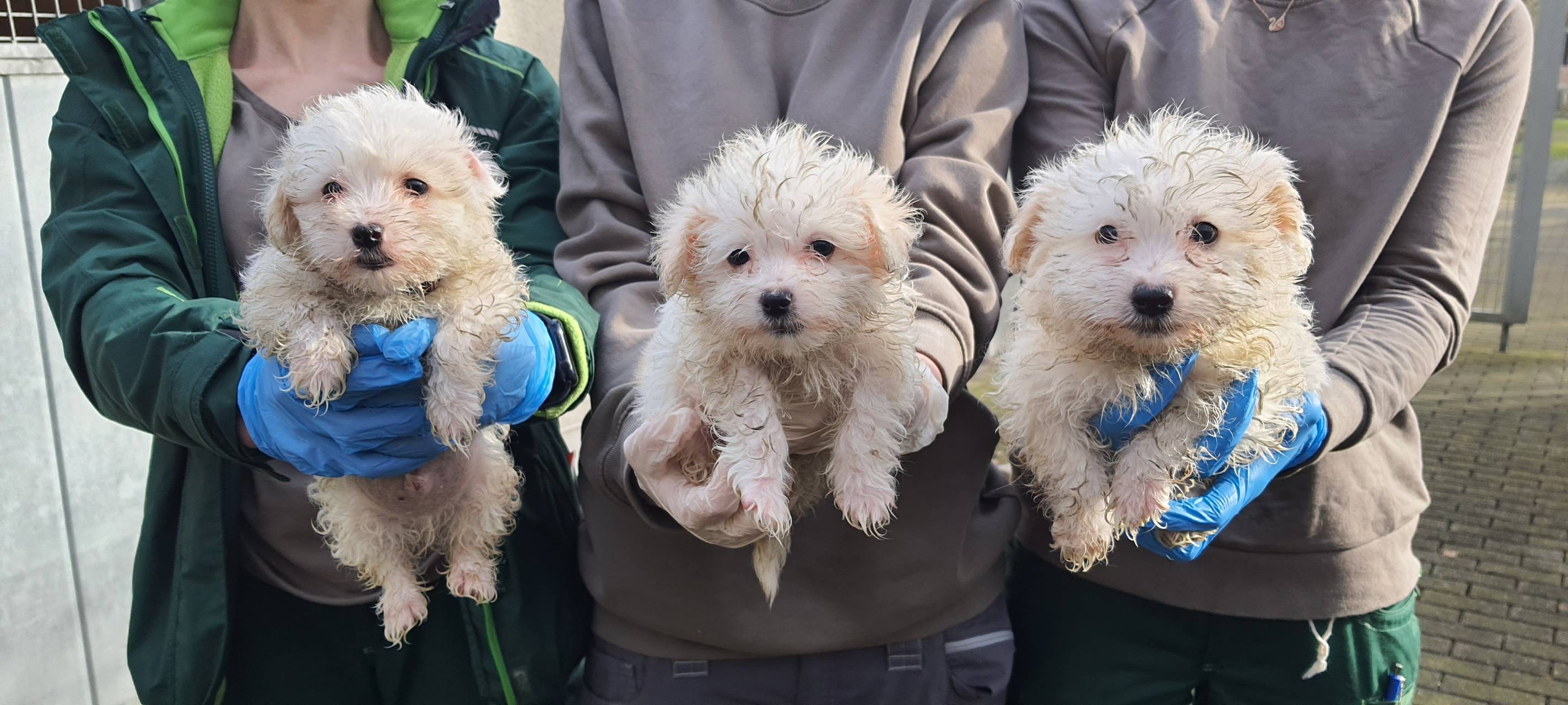 Hunde aus Dortmunder Dachwohnung sind wohlauf