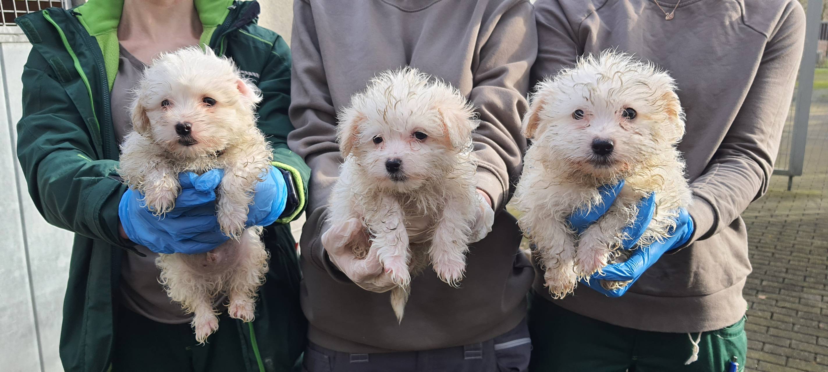 Hunde aus Dortmunder Dachwohnung sind wohlauf